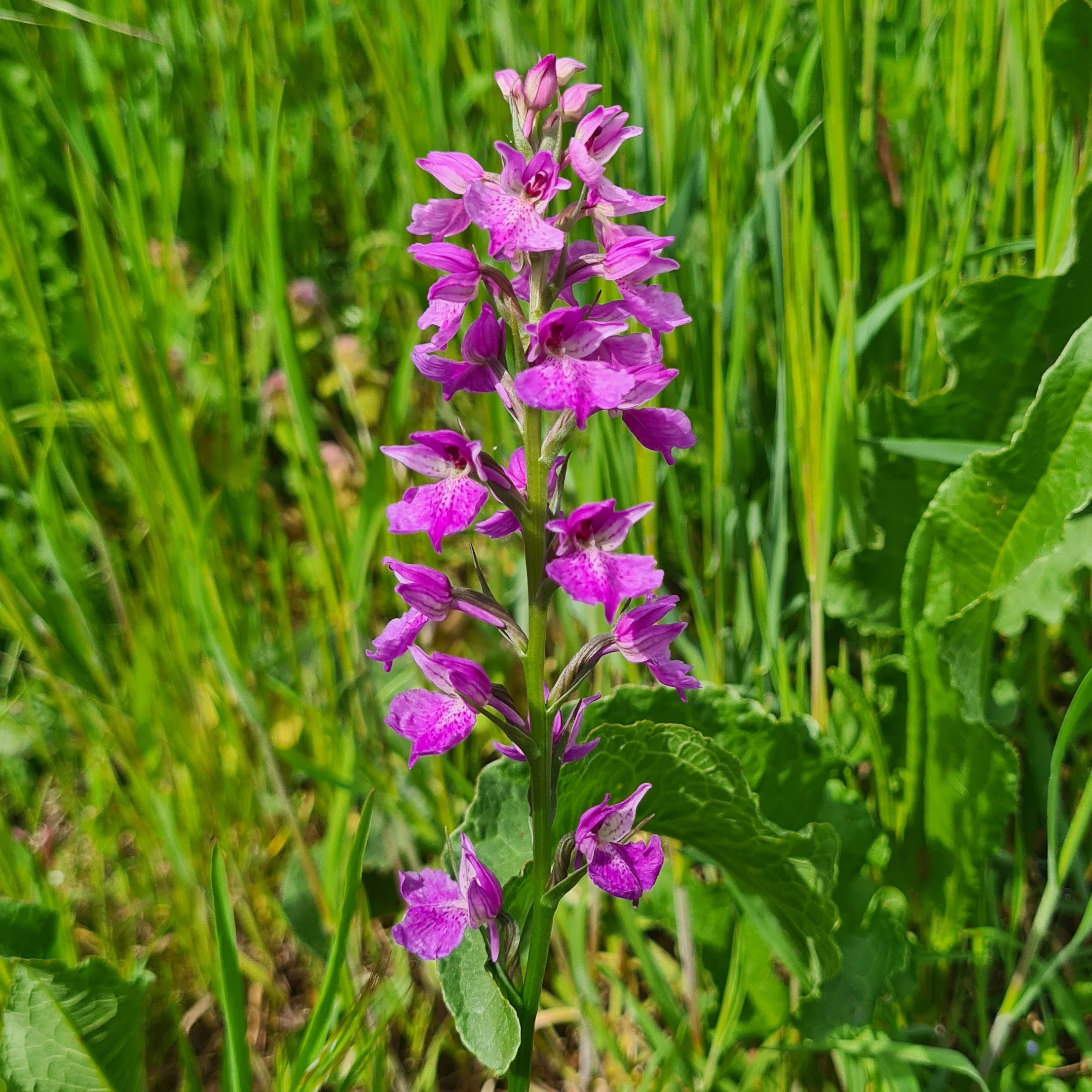 Dactylorhiza iberica x podesta