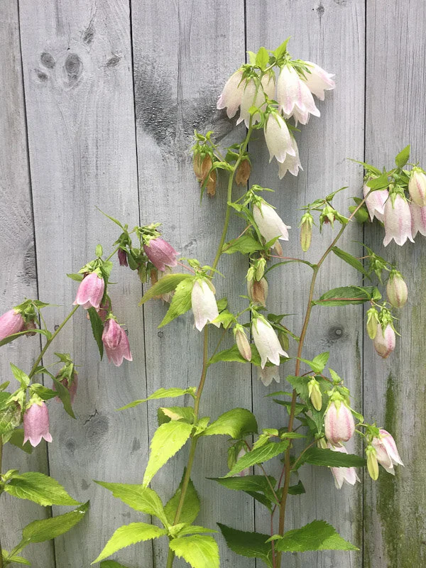 Campanula takesimana Korean Bellflower — Hillside Nursery