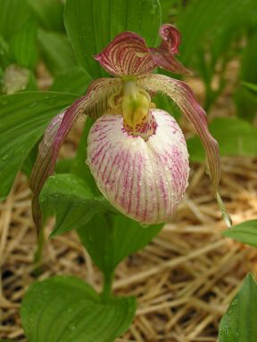Cypripedium 'Aki'.jpg
