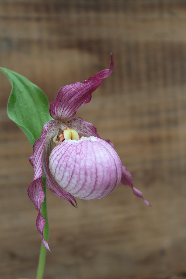 Cypripedium 'Aki'-1.jpg