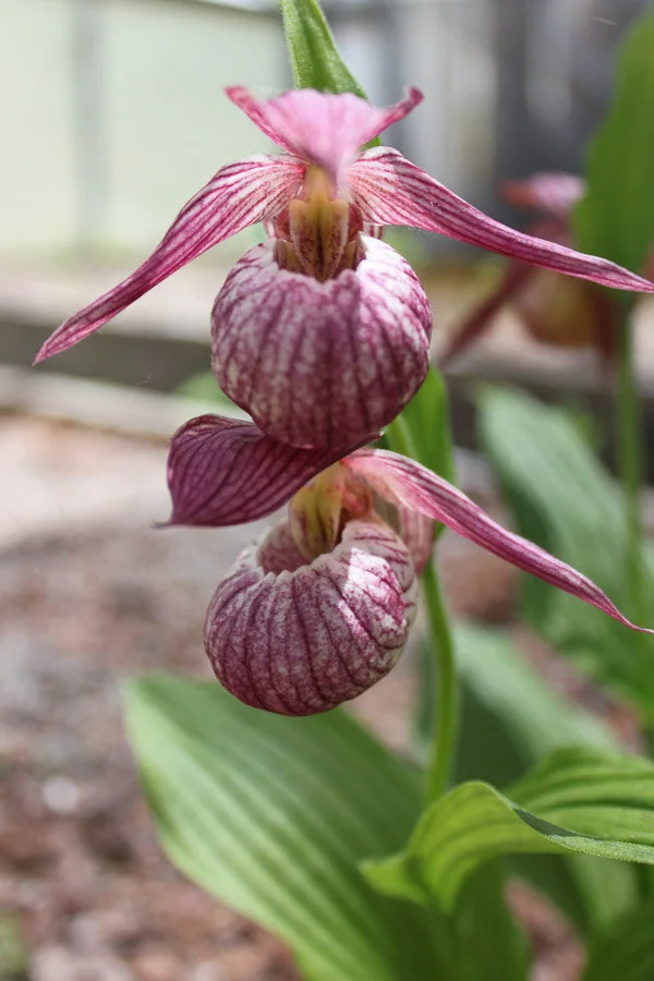Cypripedium 'Michael'-2.jpg