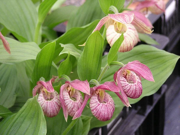 Cypripedium 'Michael'-1.jpg