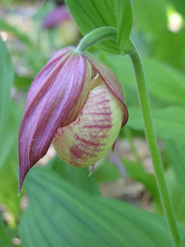 Cypripedium 'Philipp'-2.jpg