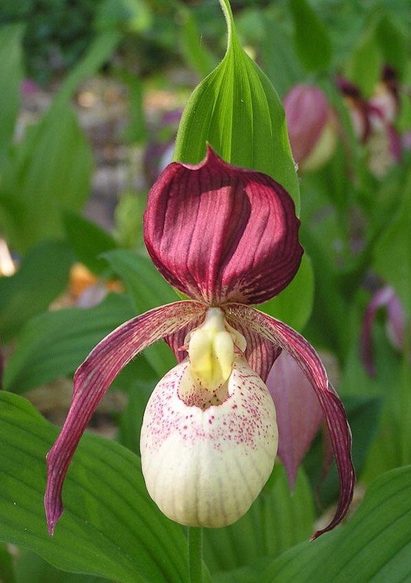 Cypripedium 'Philipp'-1.jpg