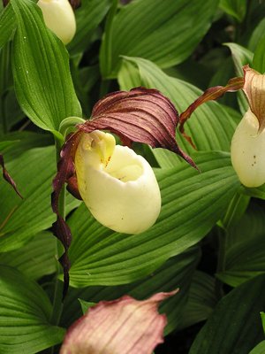 Cypripedium kentuckiense Kentucky Lady Slipper — Hillside Nursery
