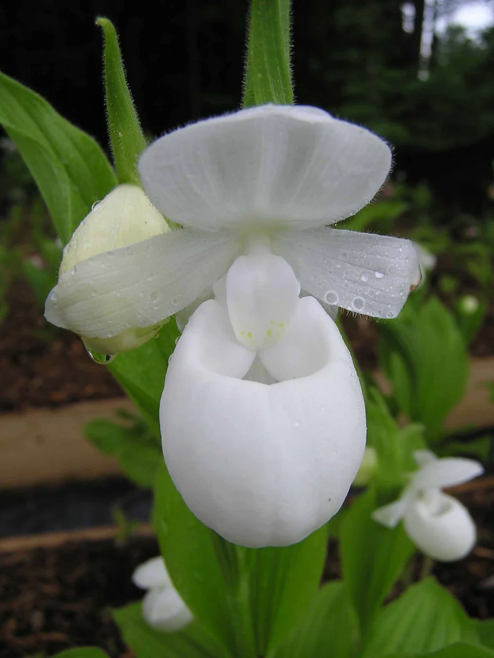 Cypripedium reginae alba White Showy Lady Slipper — Hillside Nursery