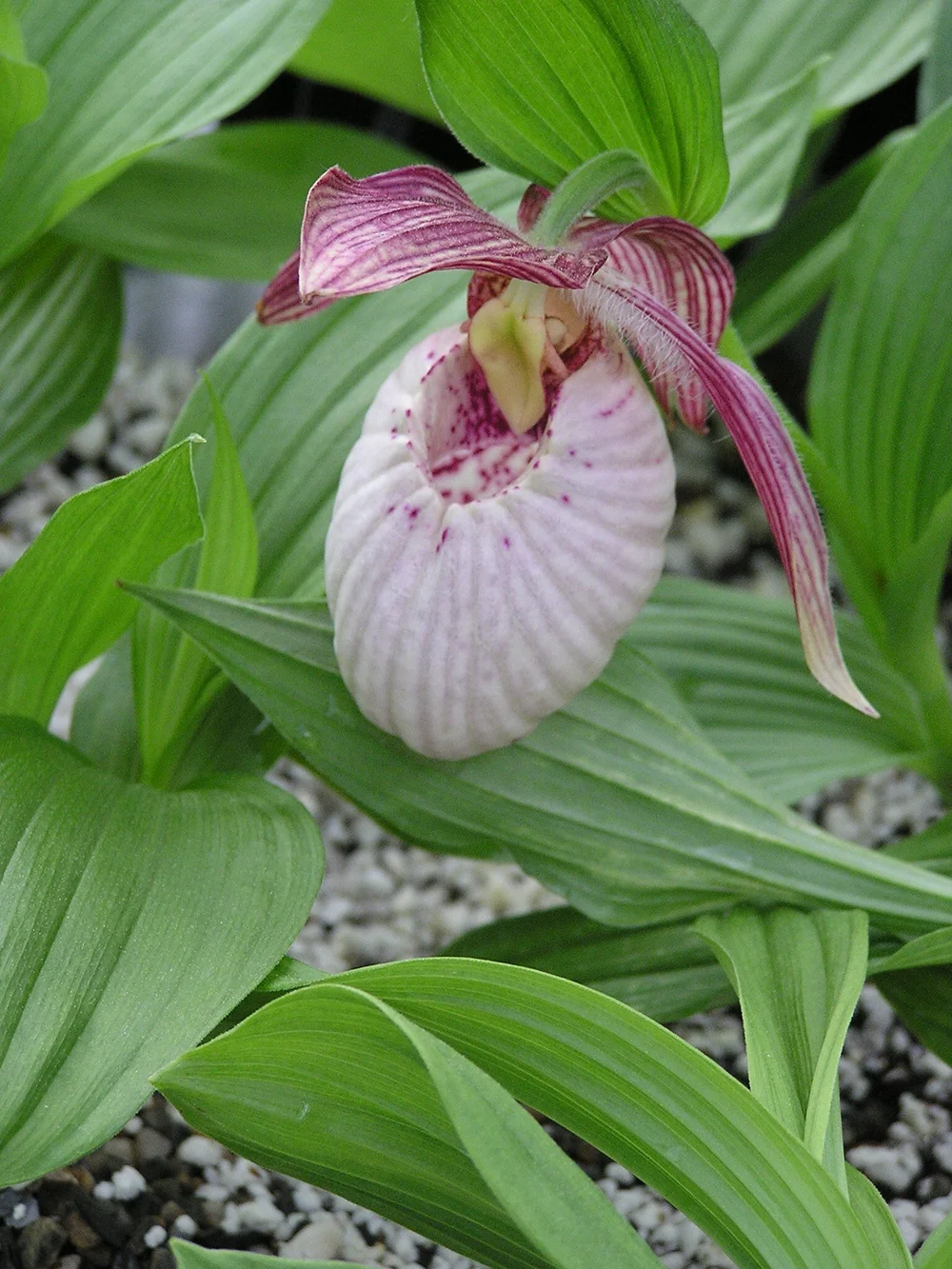 Cypripedium 'Sabine' — Hillside Nursery