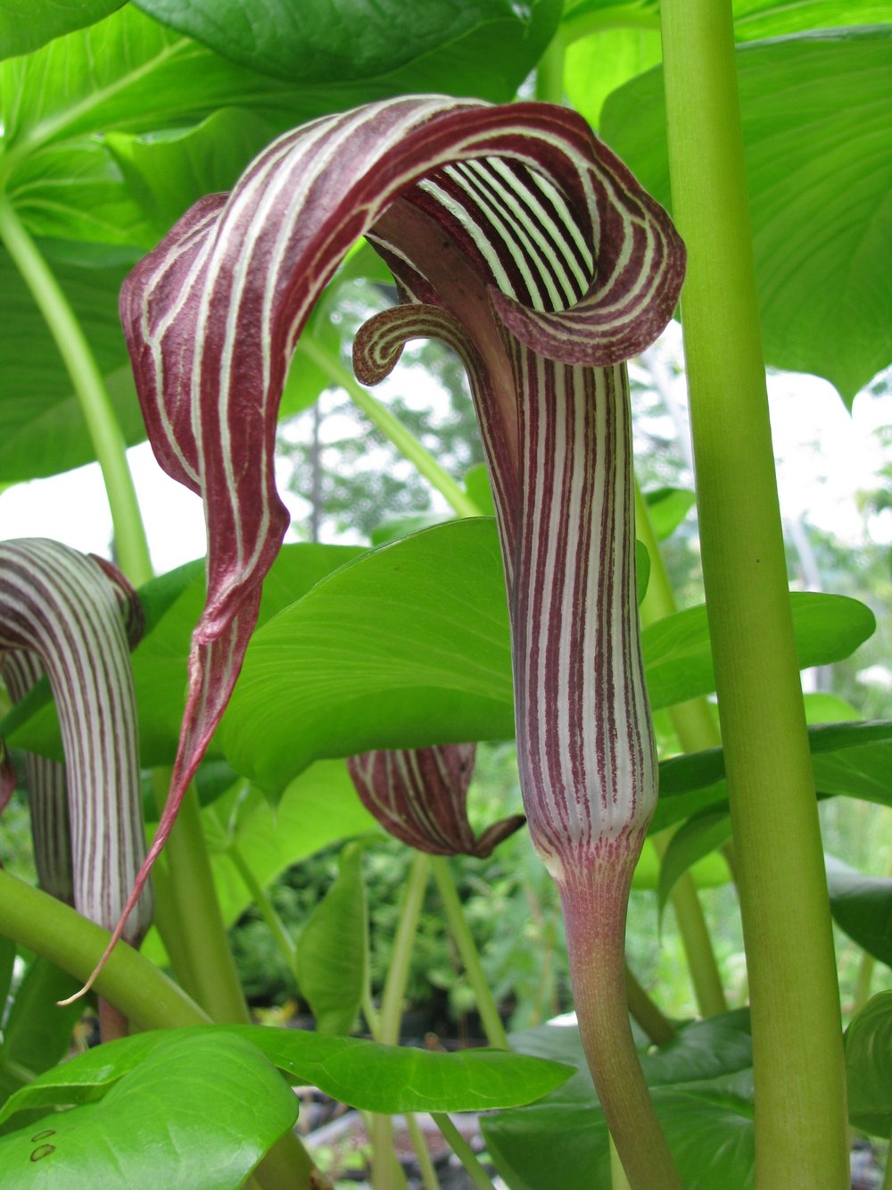 Arisaema fargesii - Chinese Cobra Lily  Hillside Nursery