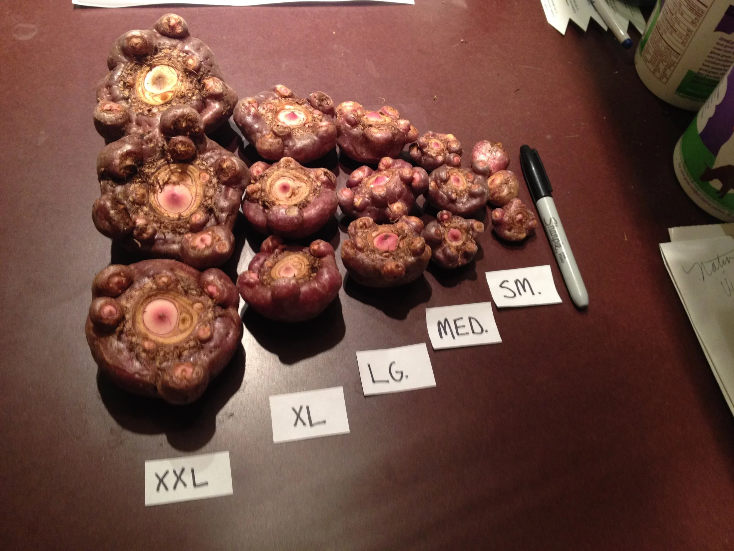 Arisaema bulb sizes1.JPG
