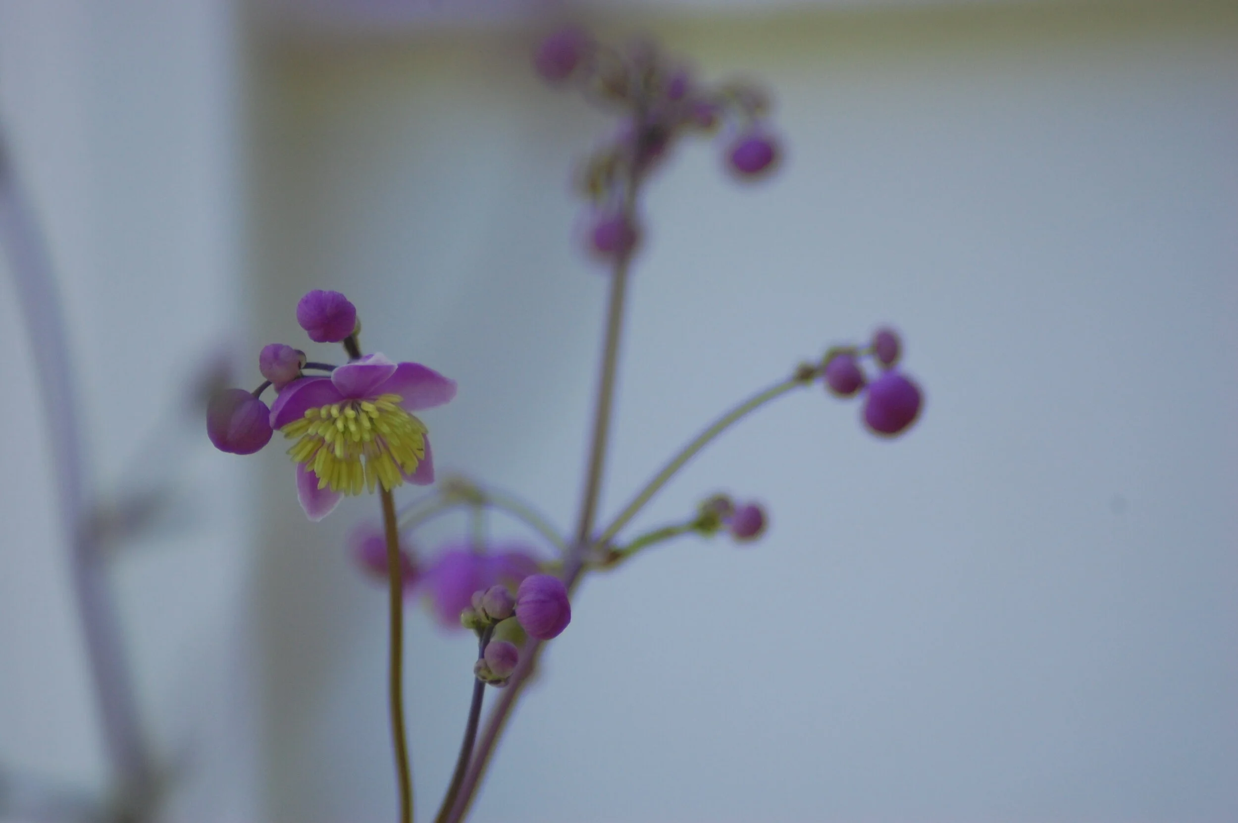Thalictrum rochebrunianum.JPG