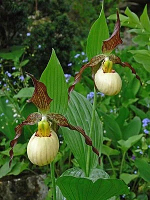 Cypripedium Frosch's Mother Earth (clone) — Hillside Nursery