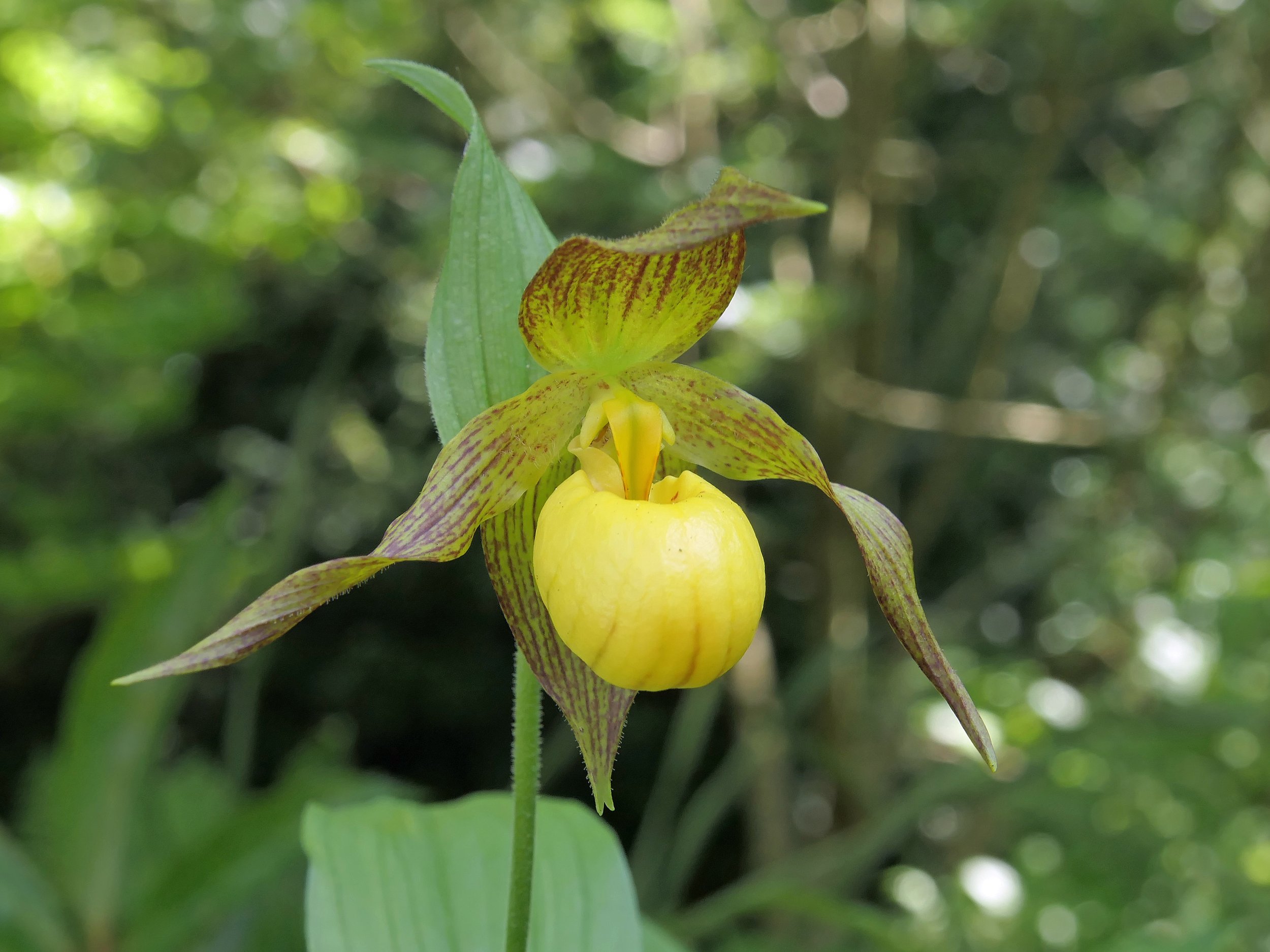 Shorelines » Blog Archive Medicine, Myth and the Lady's Slipper Orchid -  Shorelines