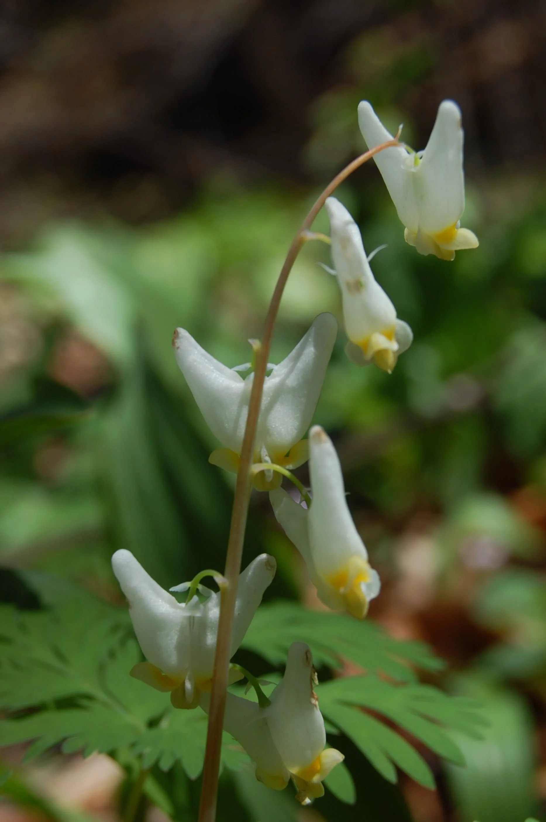 Dicentra cucullaria - Dutchman's Breeches