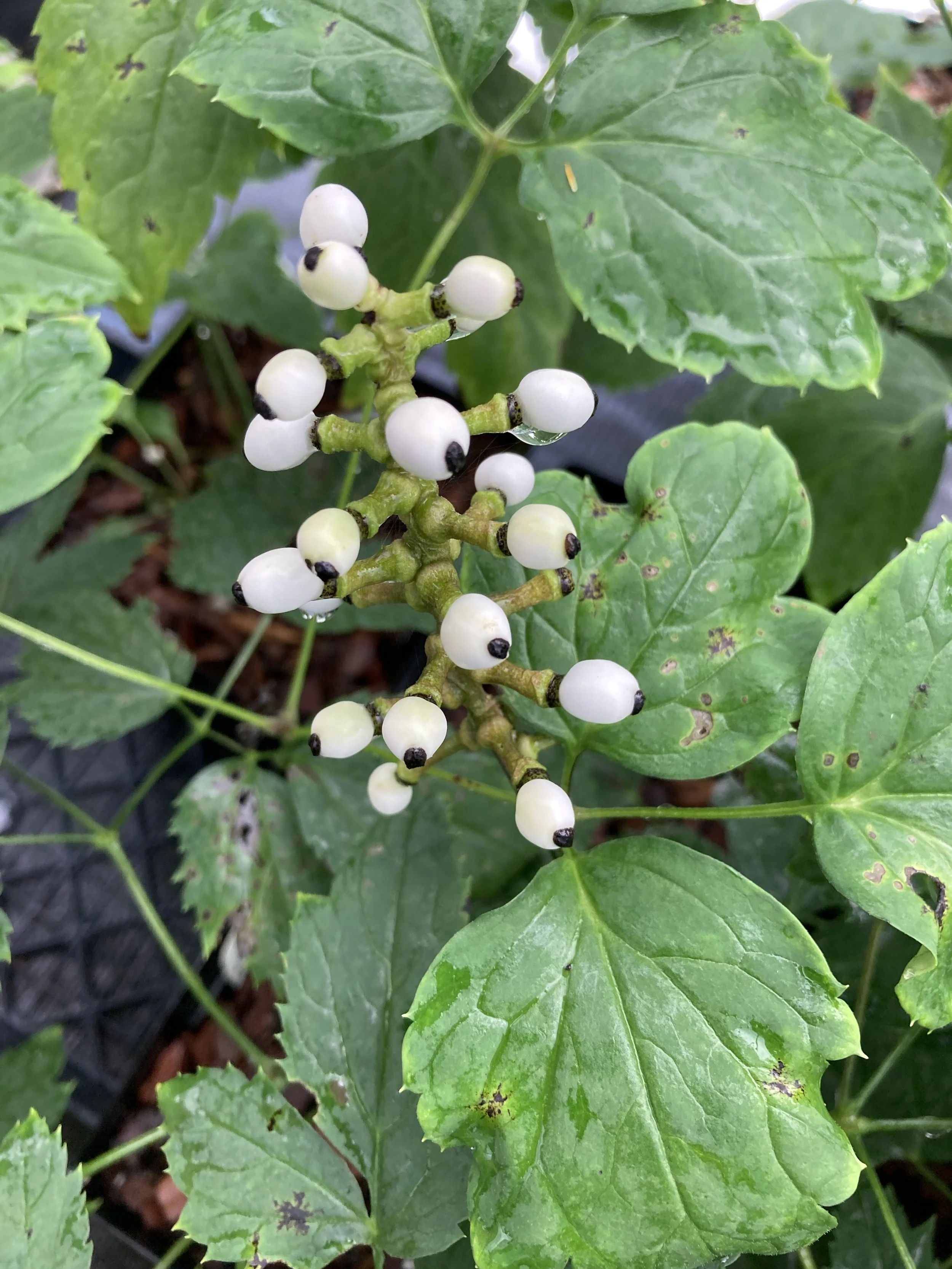 Actaea pachypoda - White Baneberry or Doll's Eyes