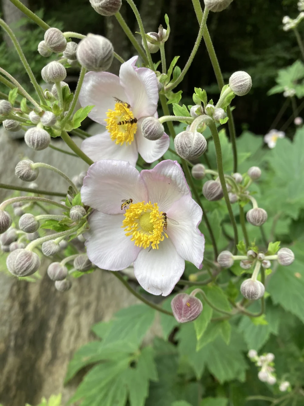Anemone tomentosa - Japanese anemone  Hillside Nursery