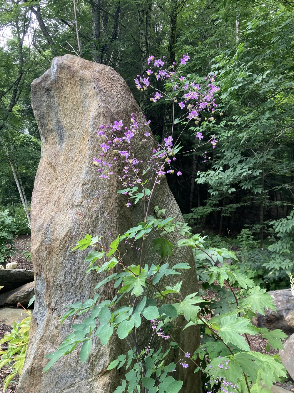 Thalictrum rochebrunianum - Meadow Rue  Hillside Nursery