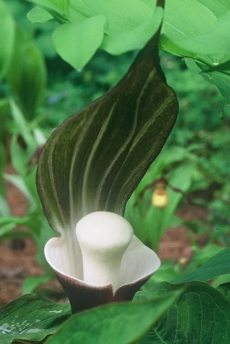 Arisaema%2Bsikokianum%2B1.jpg