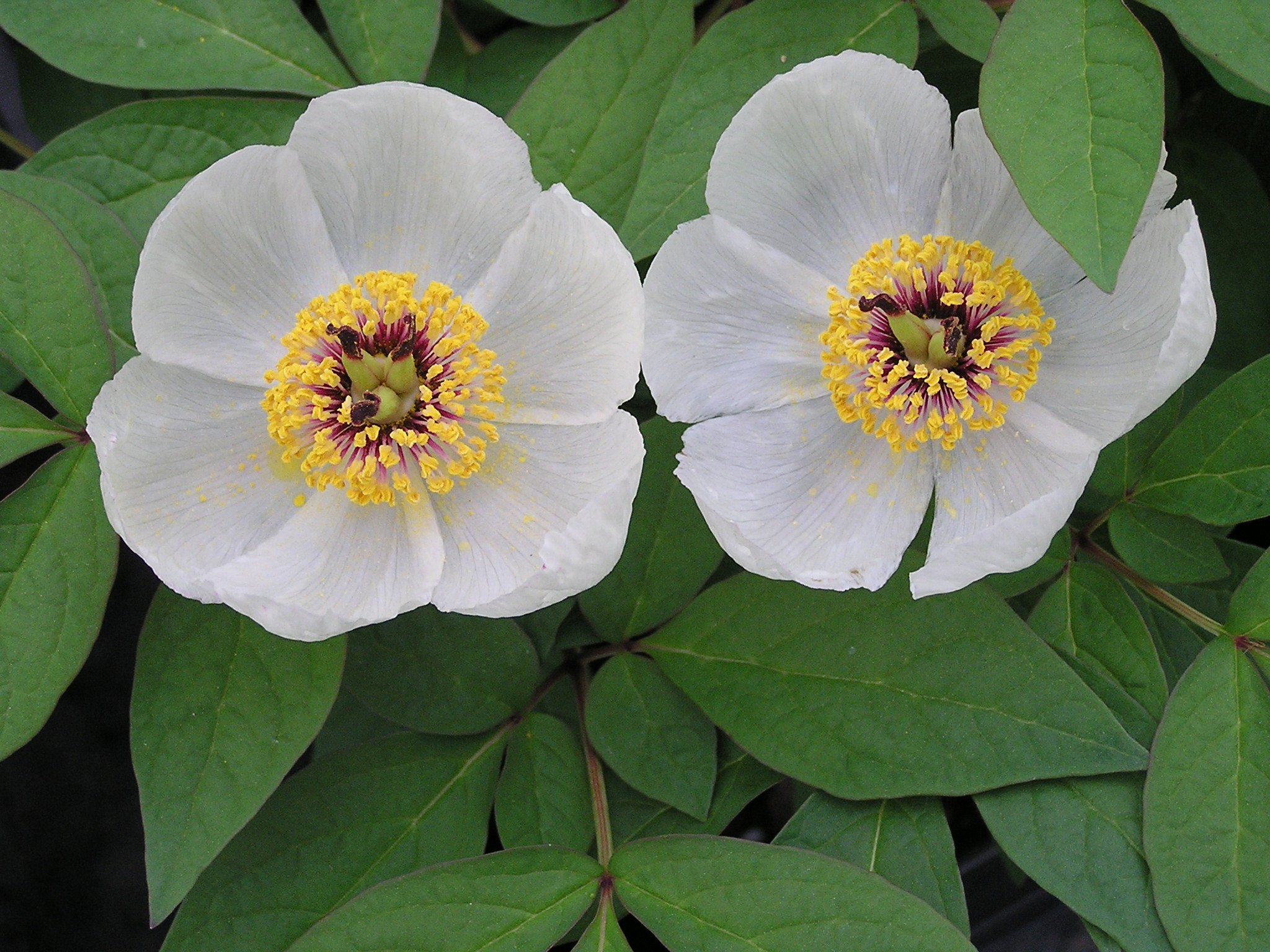 Paeonia japonica 3 (2).JPG