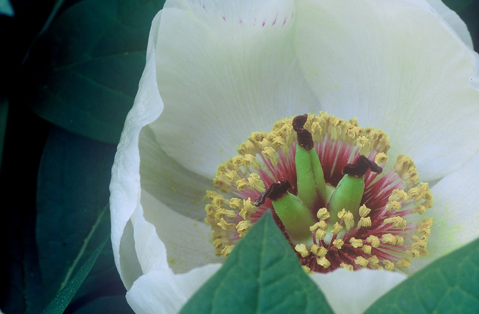 Paeonia japonica 1a.jpg