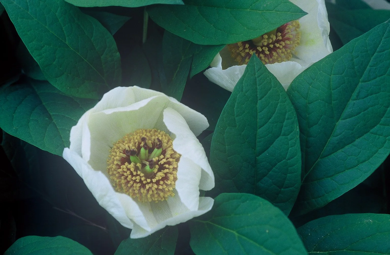 paeonia japonica.jpg