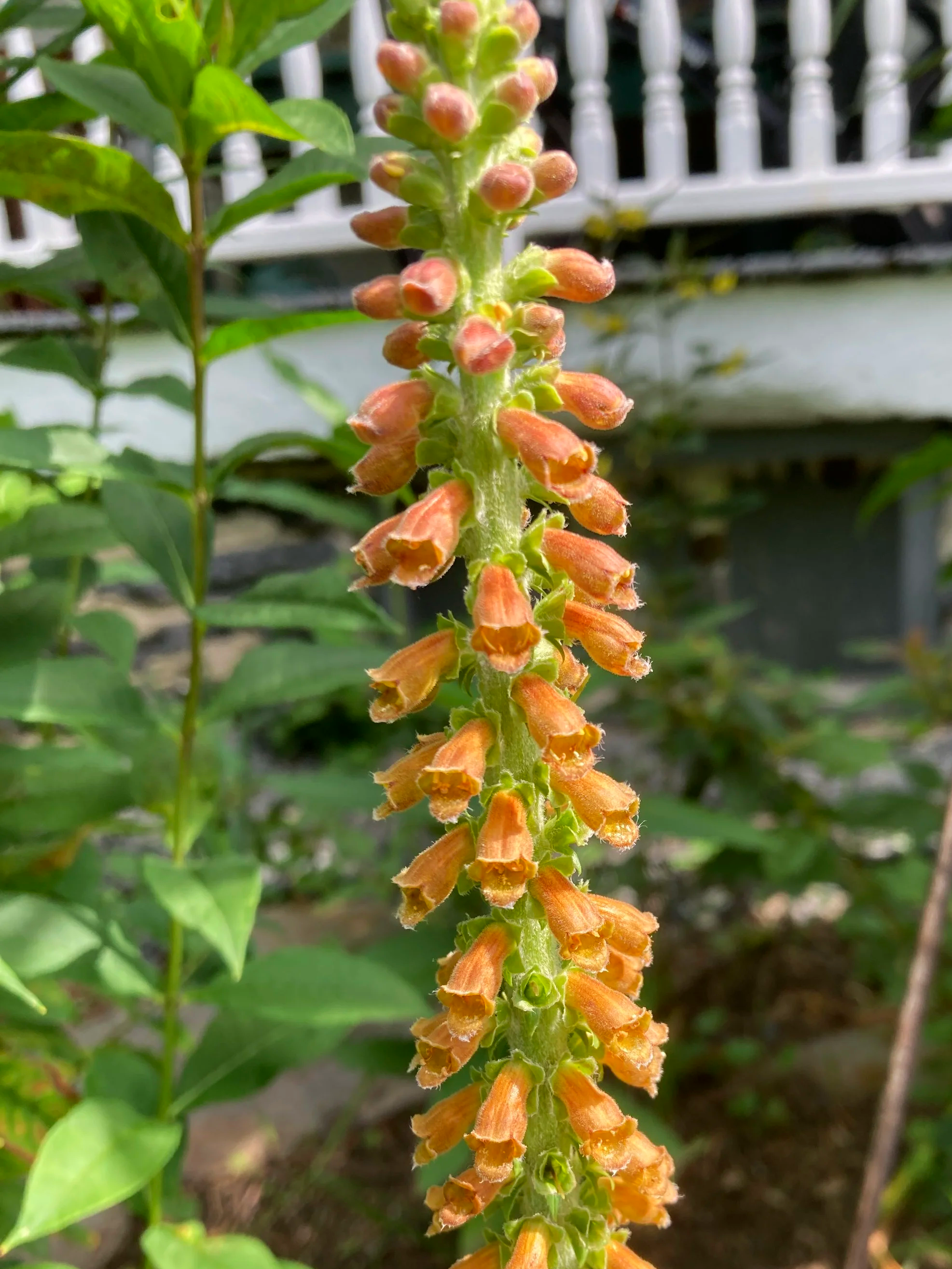 Digitalis+parviflora+Milk+Chocolate.png