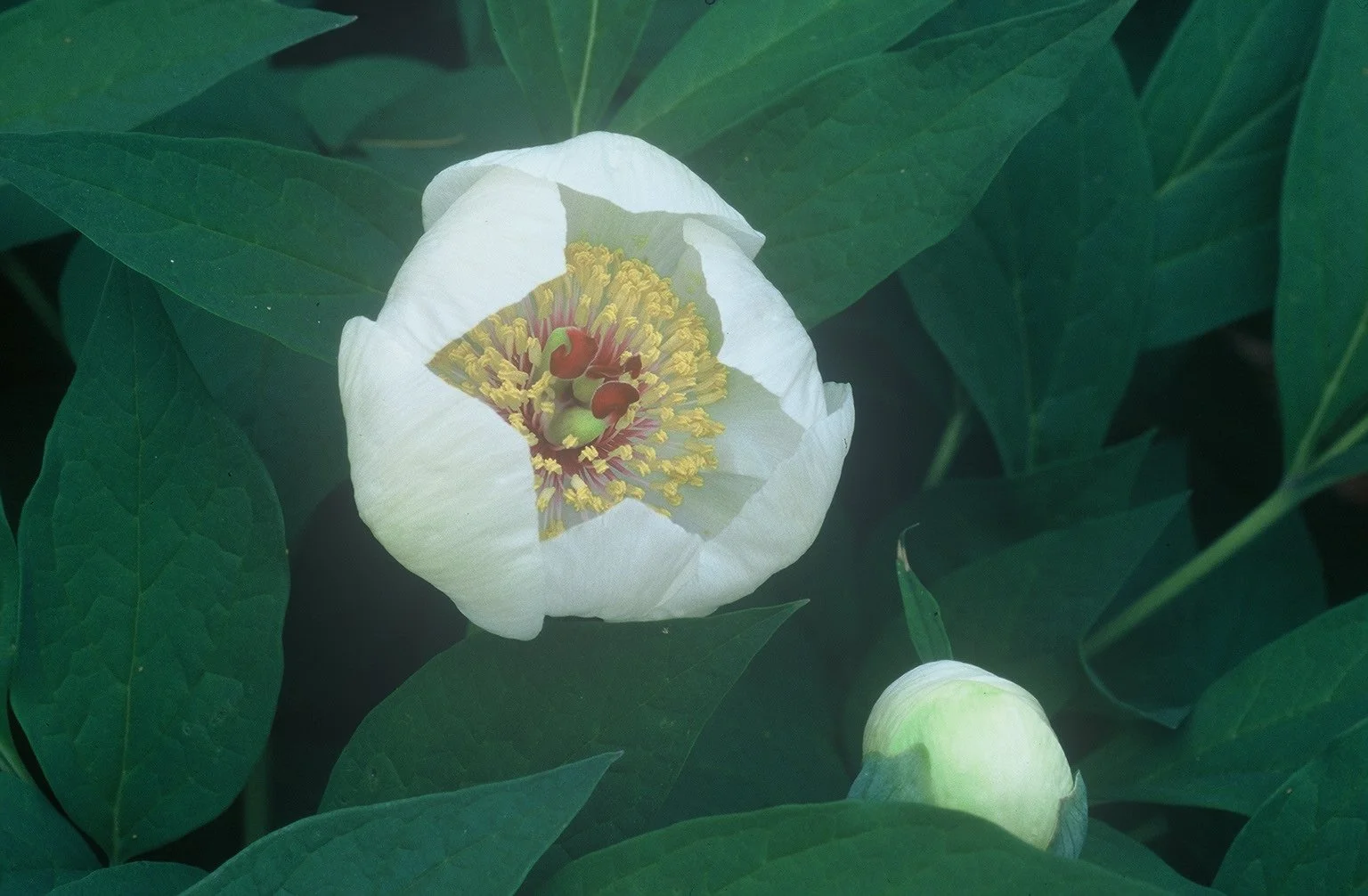Paeonia japonica - Japanese Woodland Peony