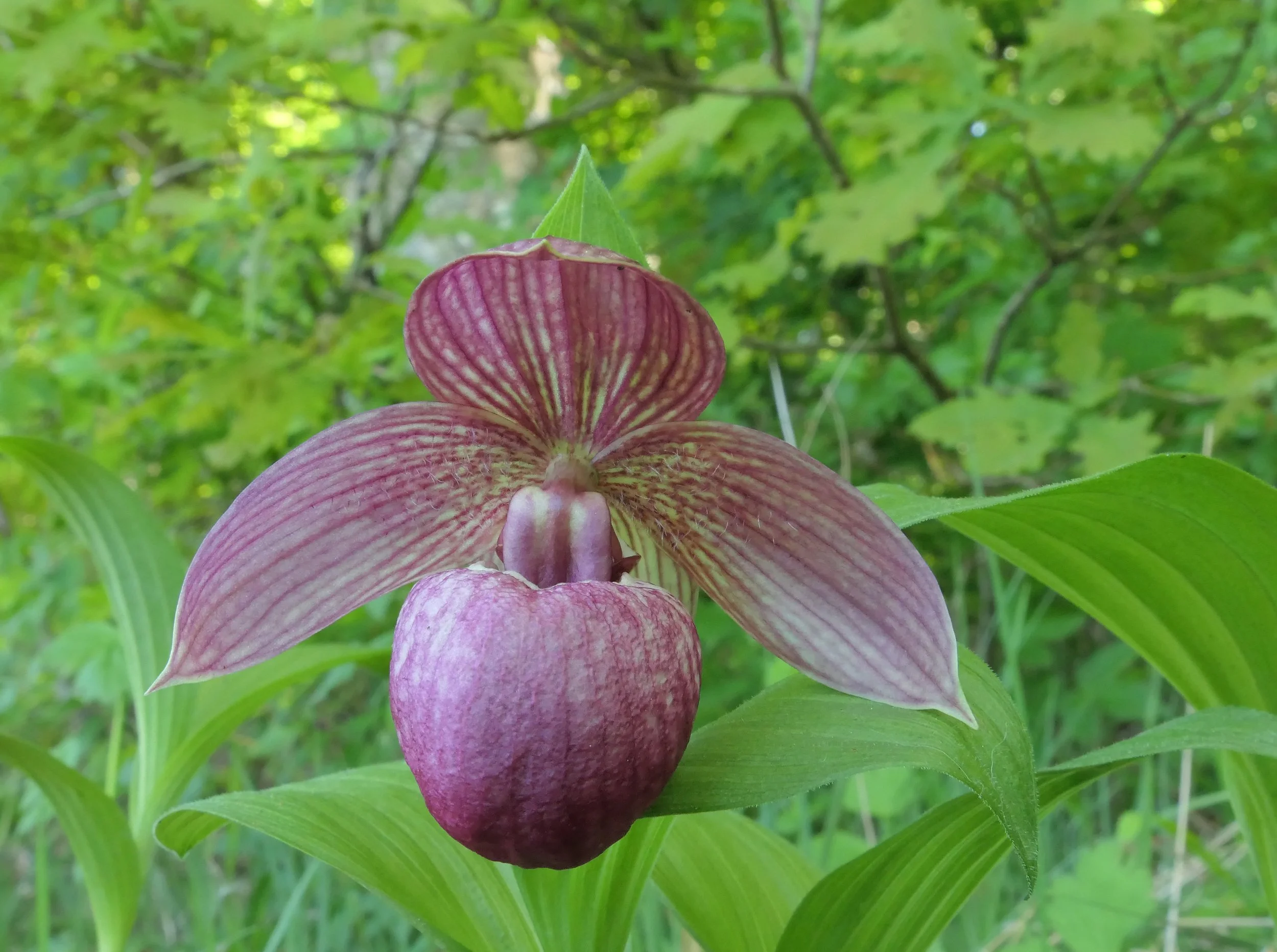 Euric.jpg