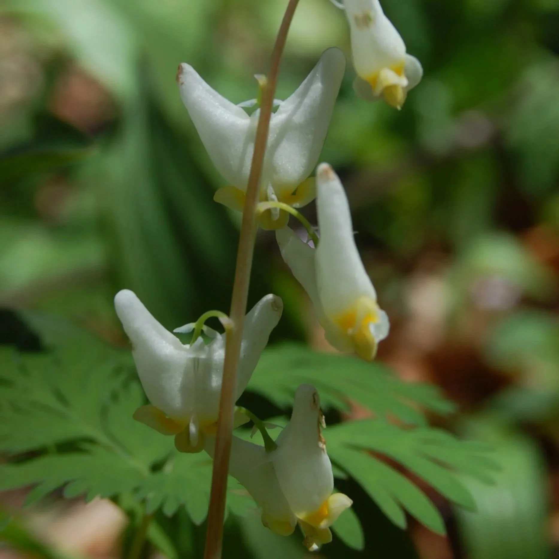Dicentra cucullaria-Dutchman's Breeches