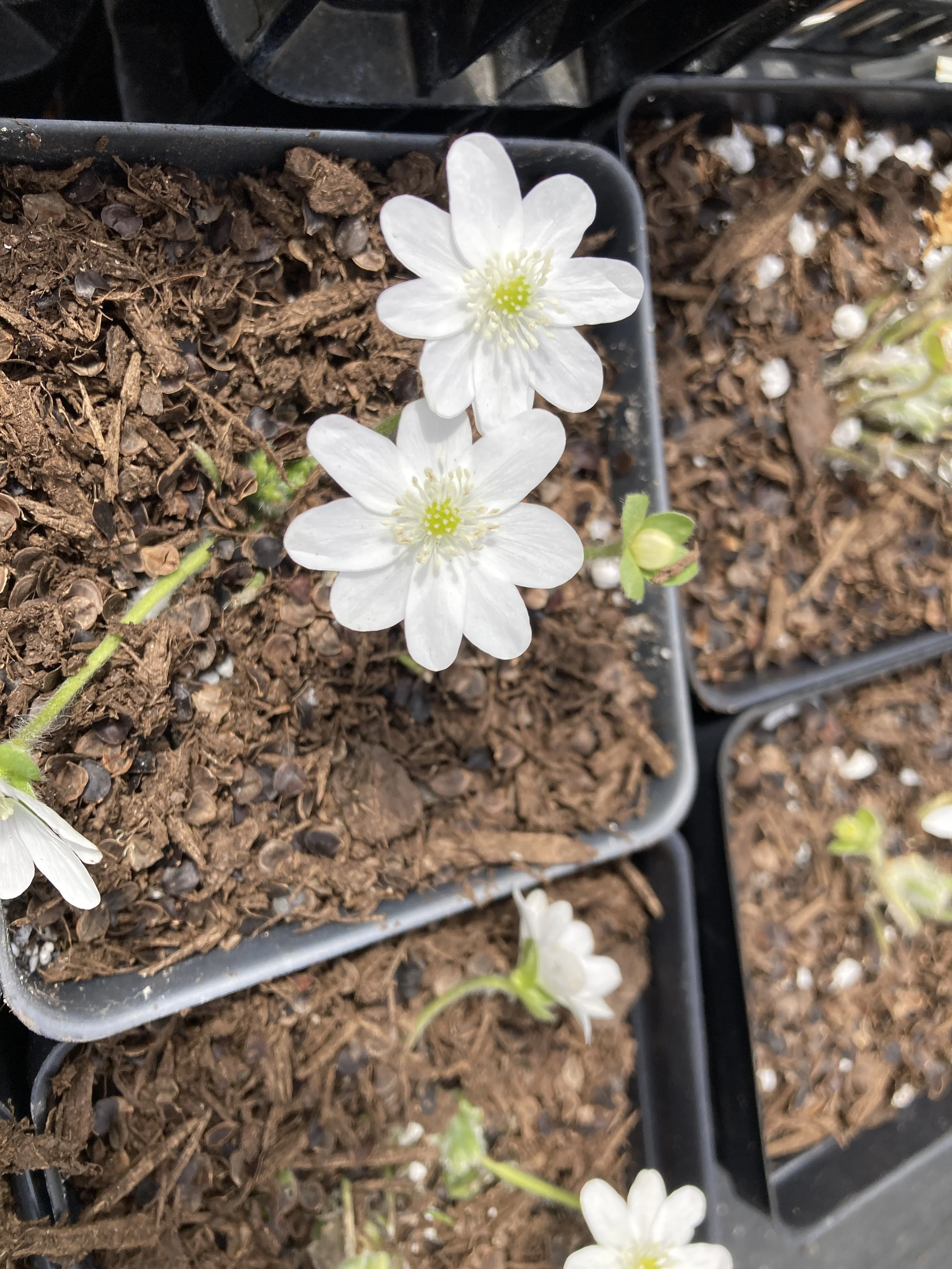 Hepatica transsilvanica 'Alba' - Large white hepatica