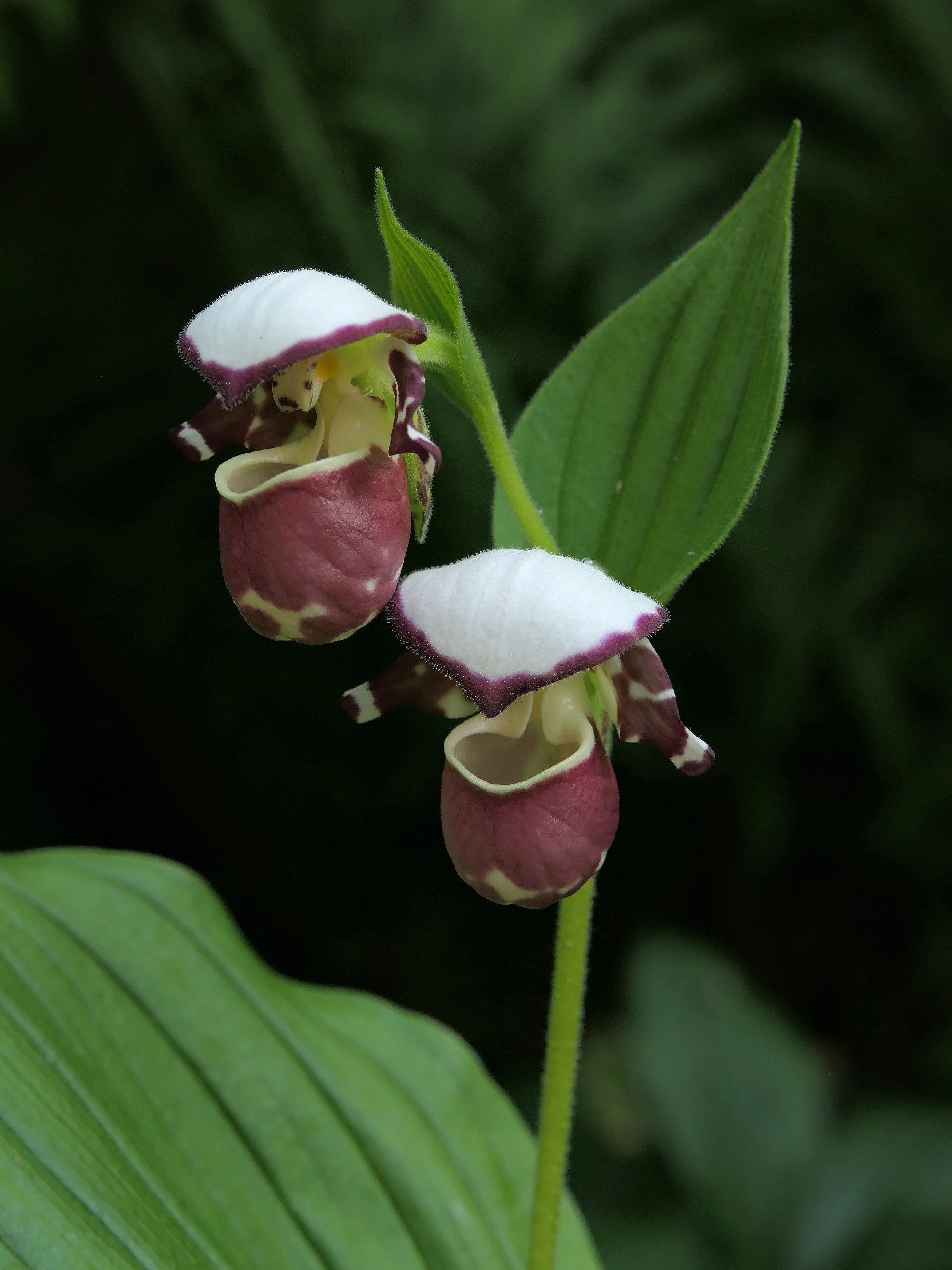 Frosch's Alaskan Beauty 2.jpg
