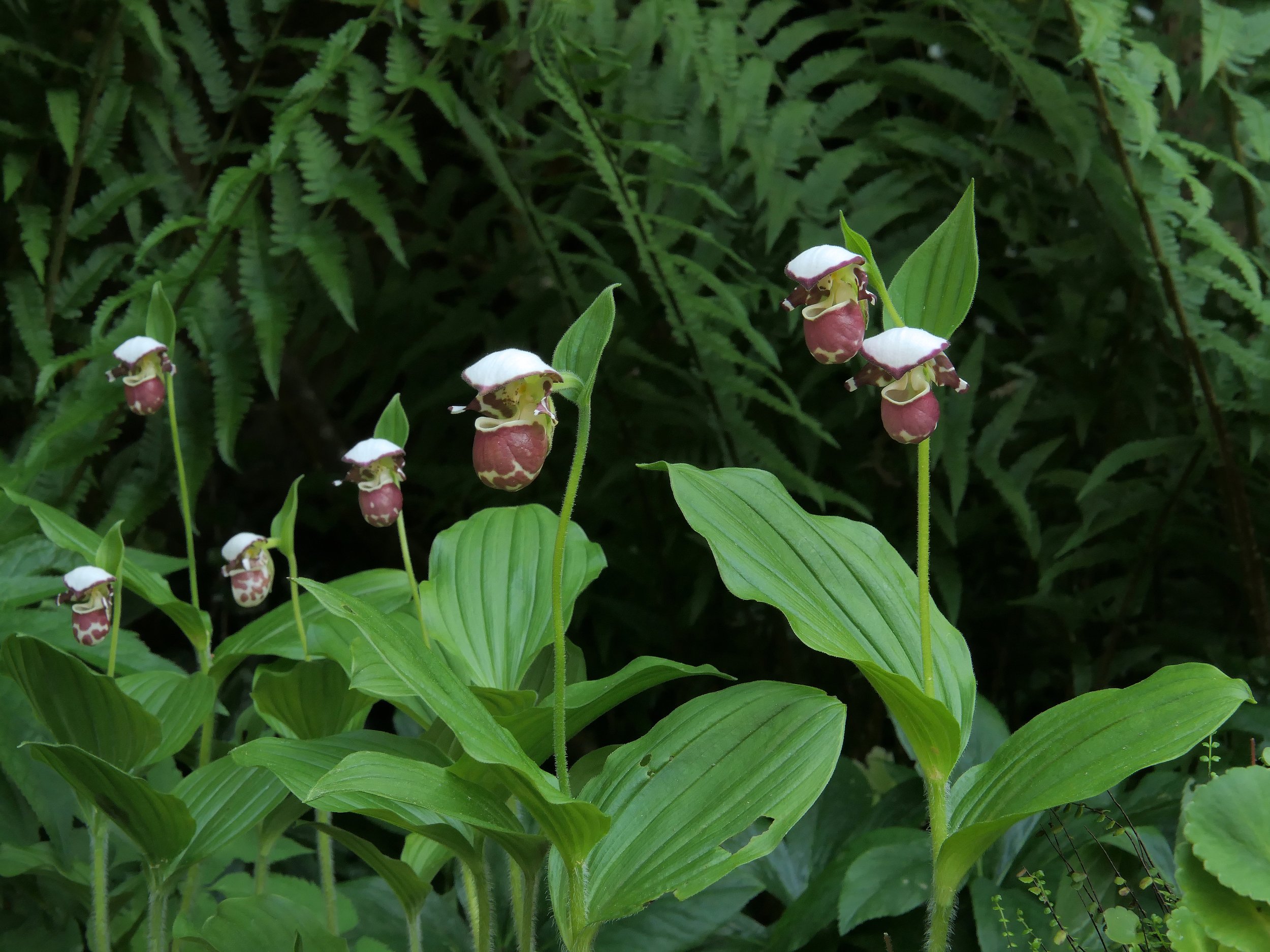 Frosch's Alaskan Beauty 5.jpg