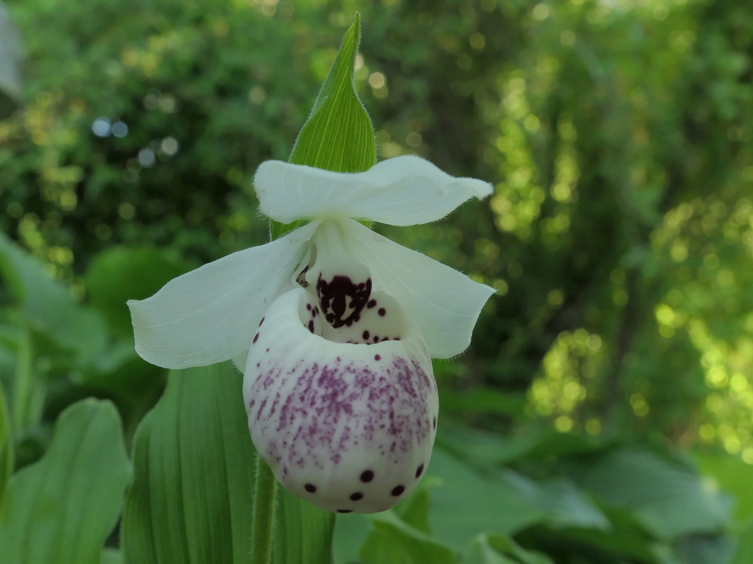 Frosch's Ulla Spots 2.jpg