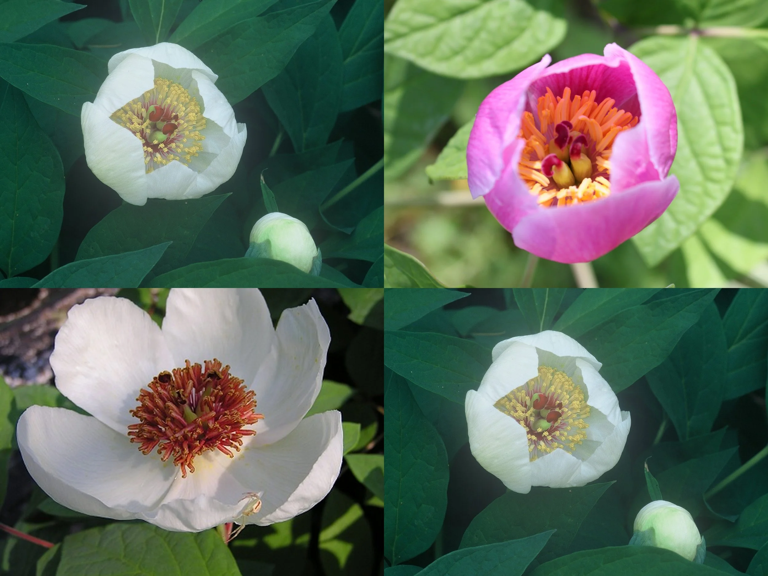 Paeonia Grab Bag