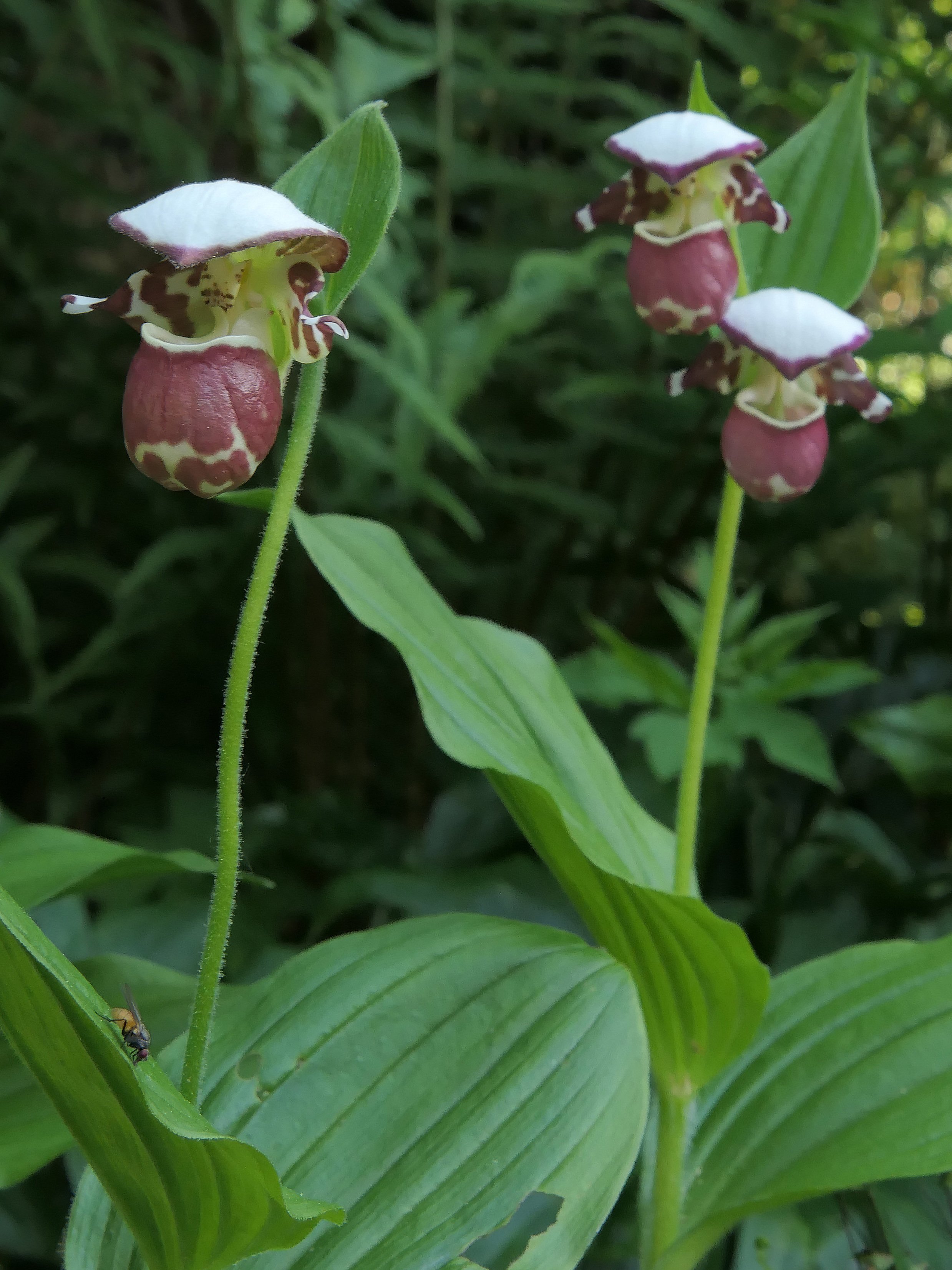 Frosch's Alaskan Beauty 3b.jpg