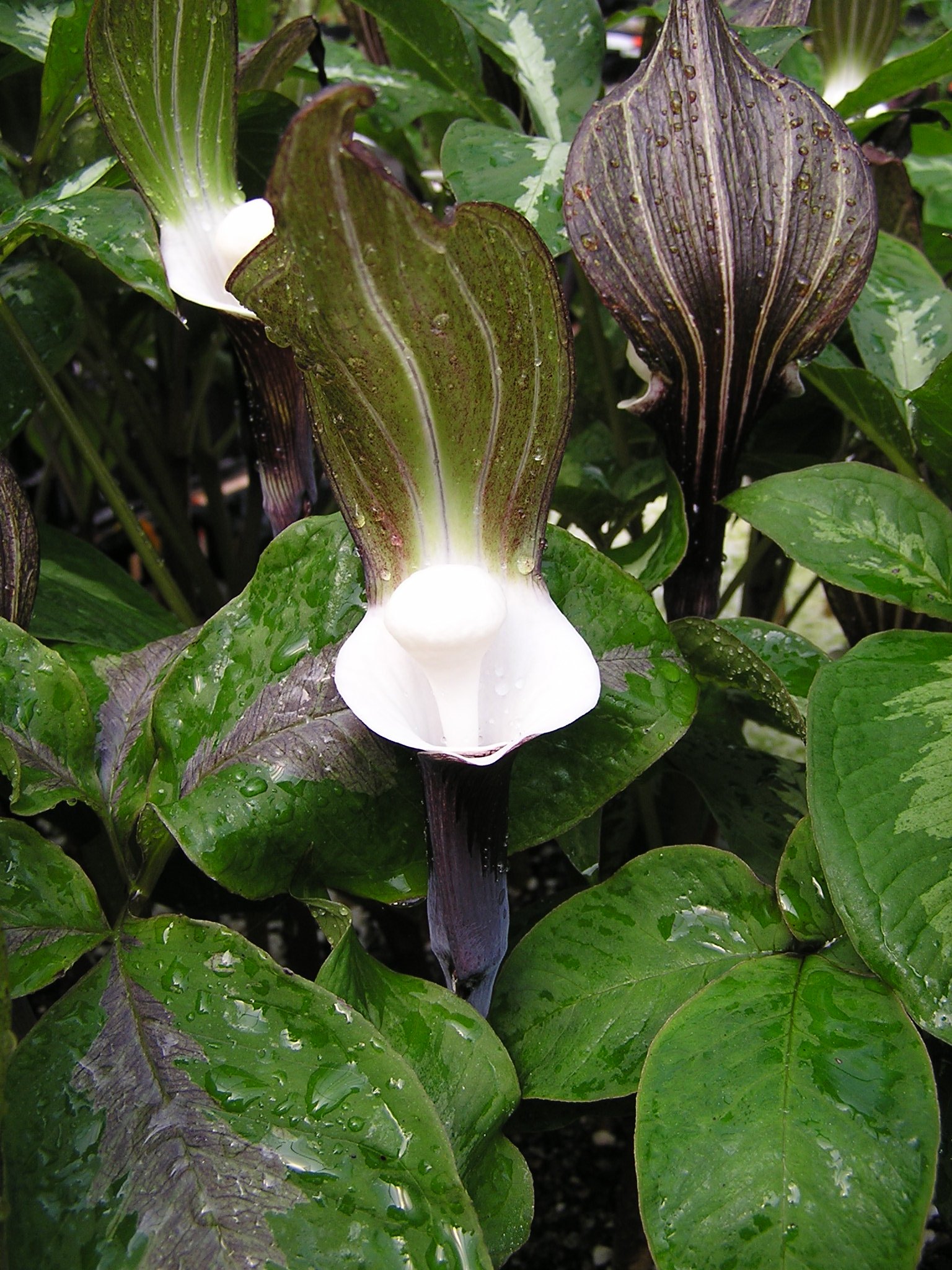 Arisaema sikokianum 2.jpg