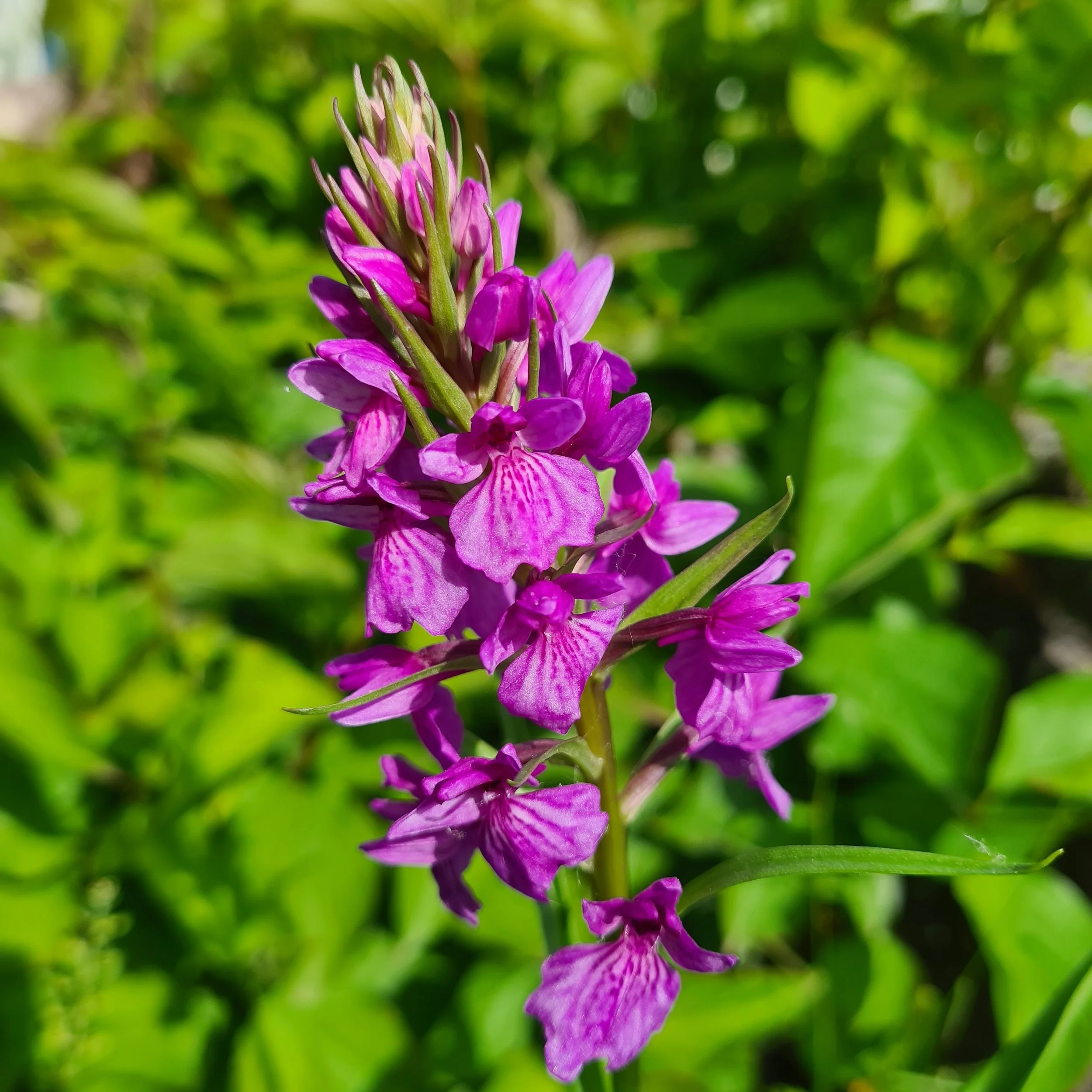 Dactylorhiza foliosa - Marsh Orchid