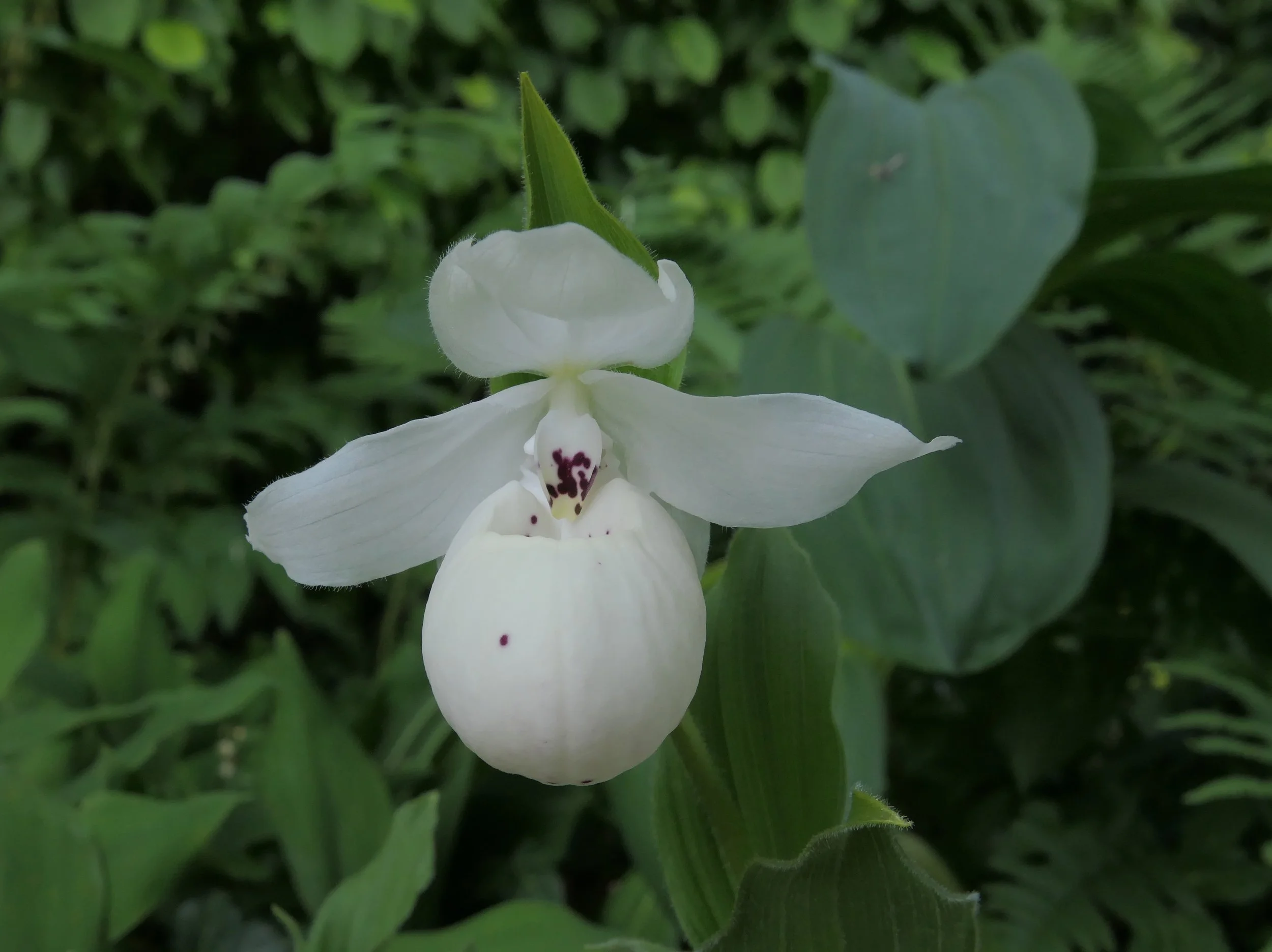 Frosch's Ulla Spots 3.jpg