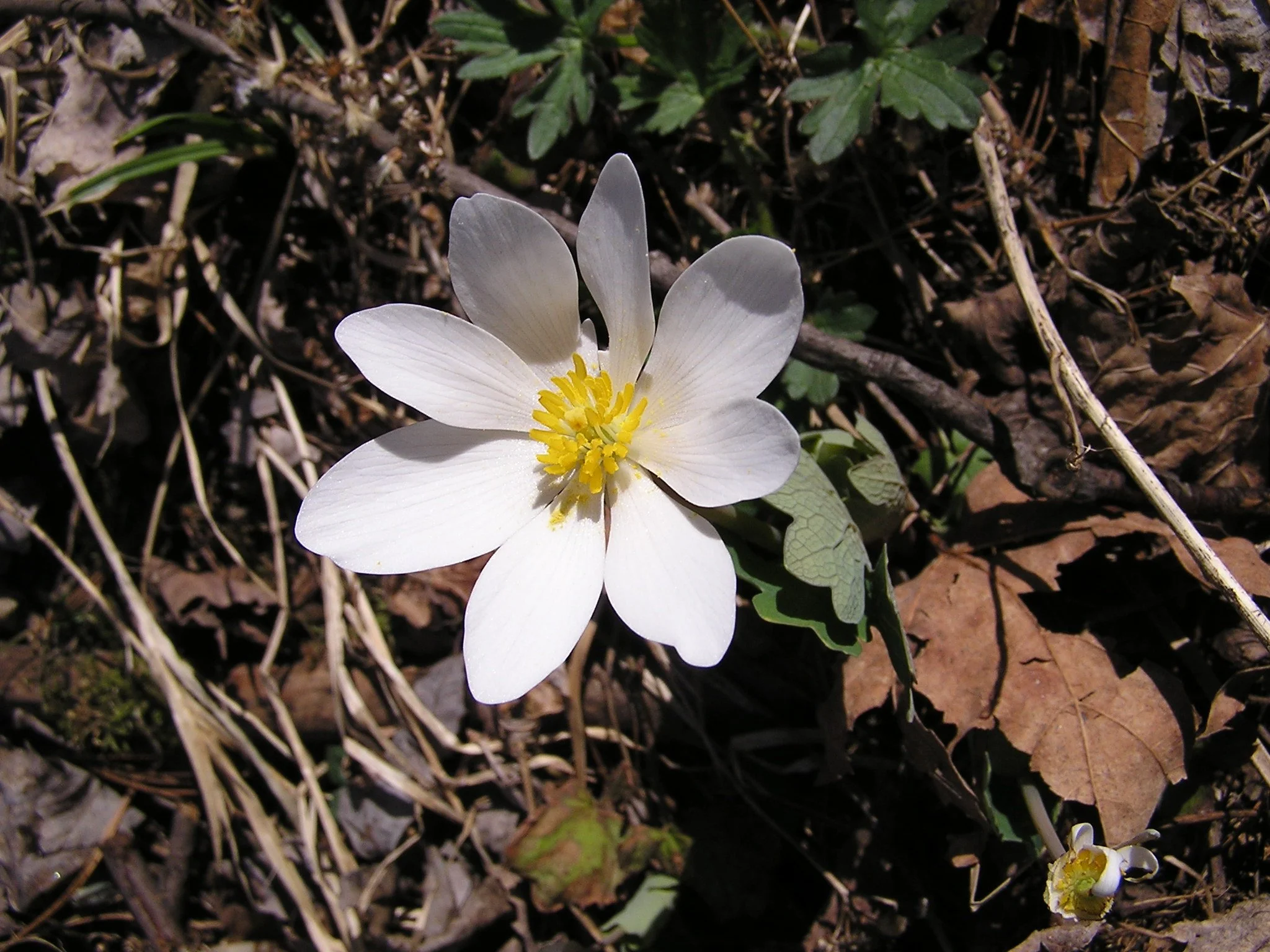 Sanguinaria canadensis