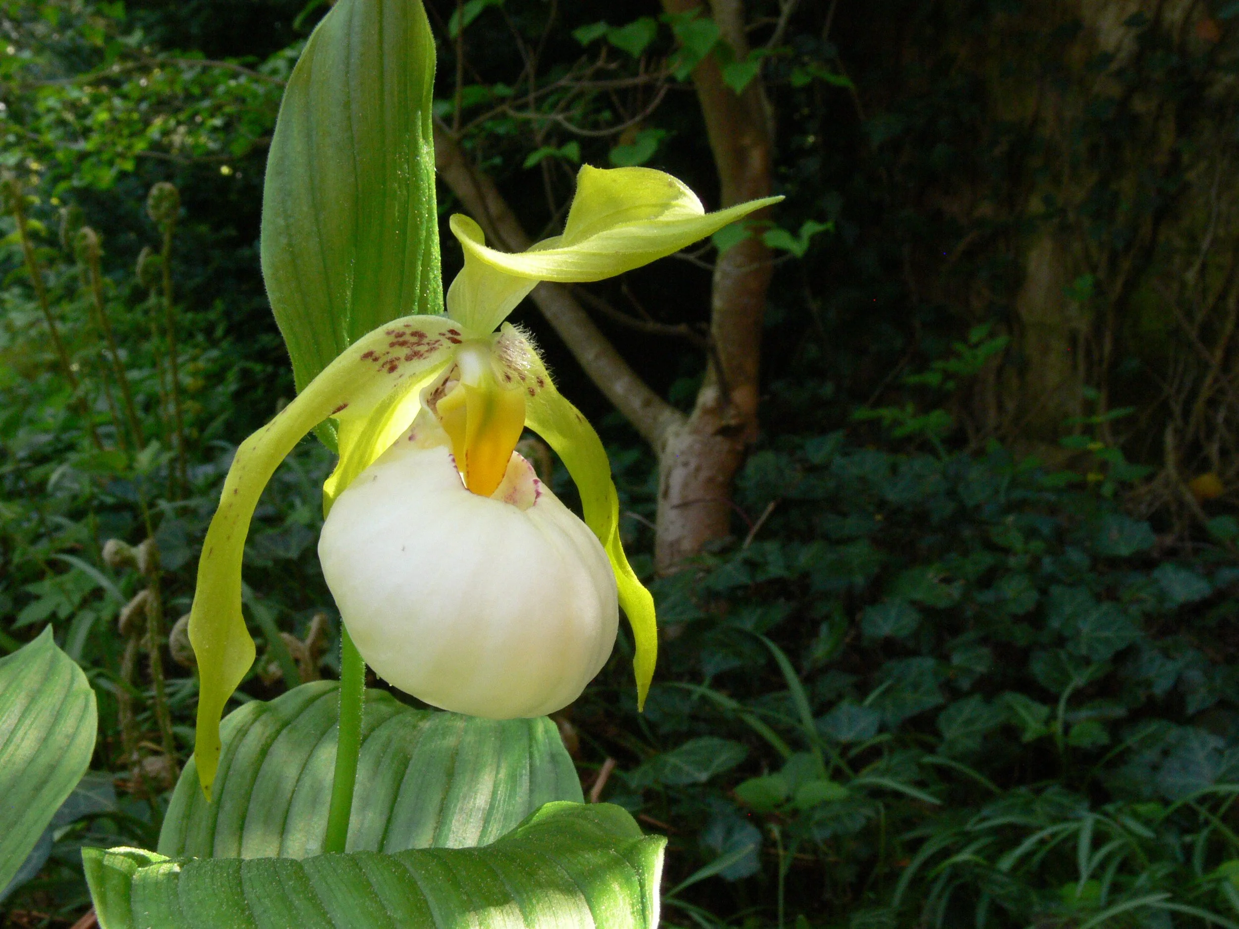 Memoria Holger Perner 2.JPG