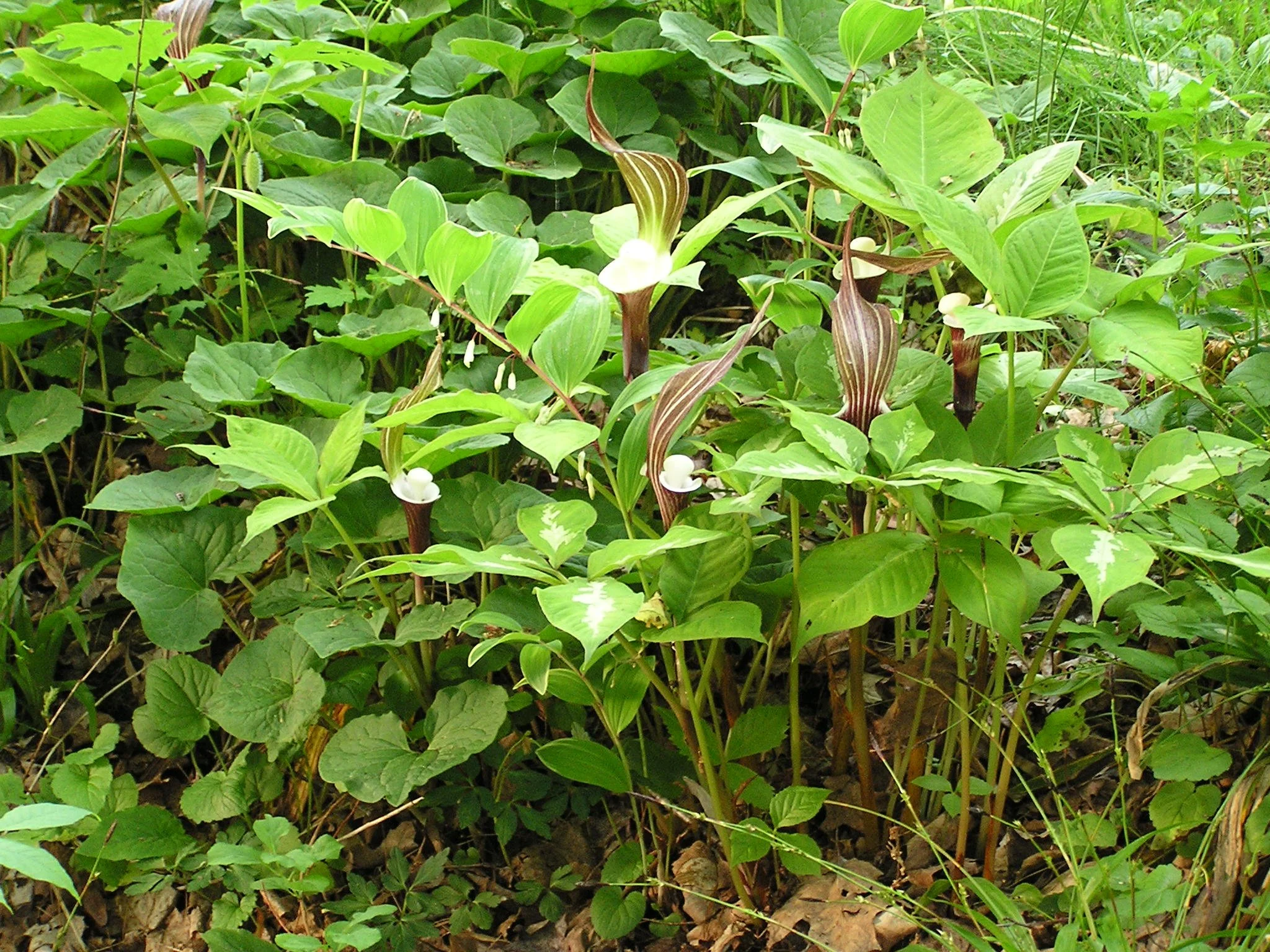 Arisaema sikokianum 3.JPG