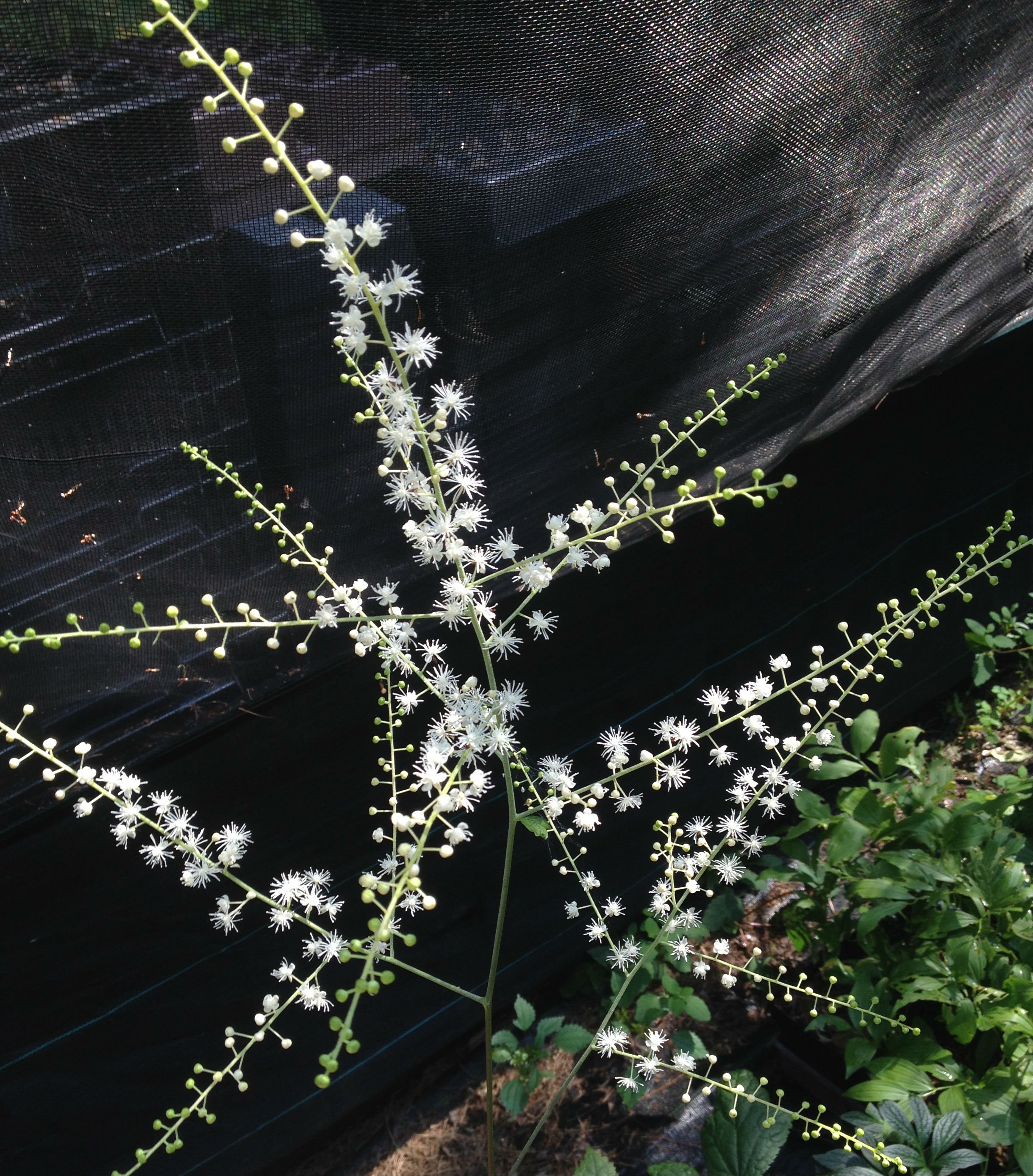 cimicifuga dahurica crop.jpg