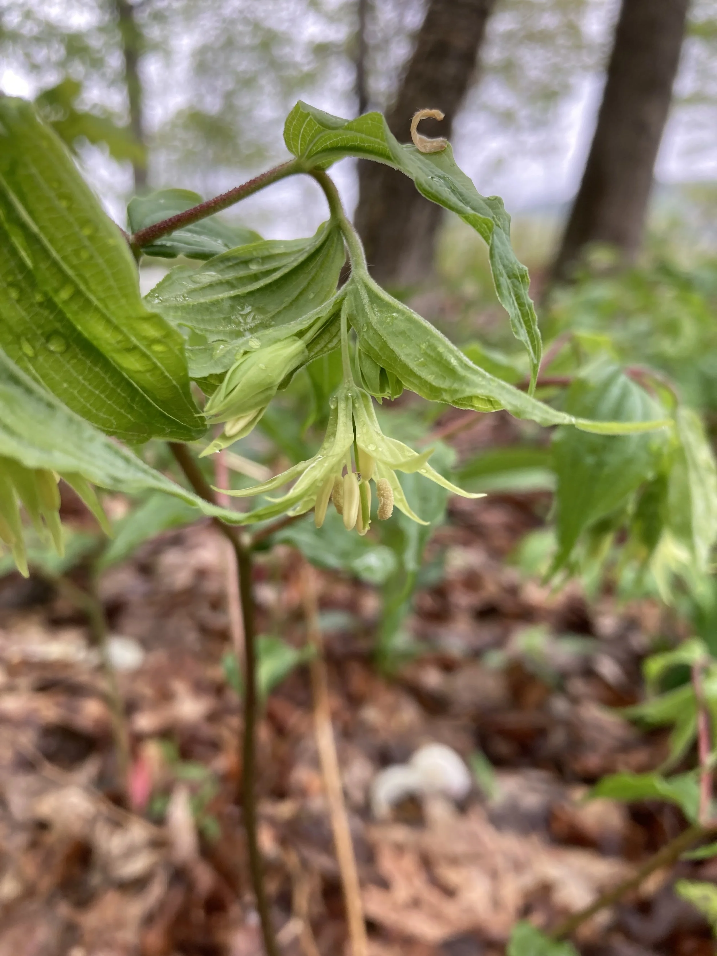 Disporum lanuginosum - Yellow Mandarin