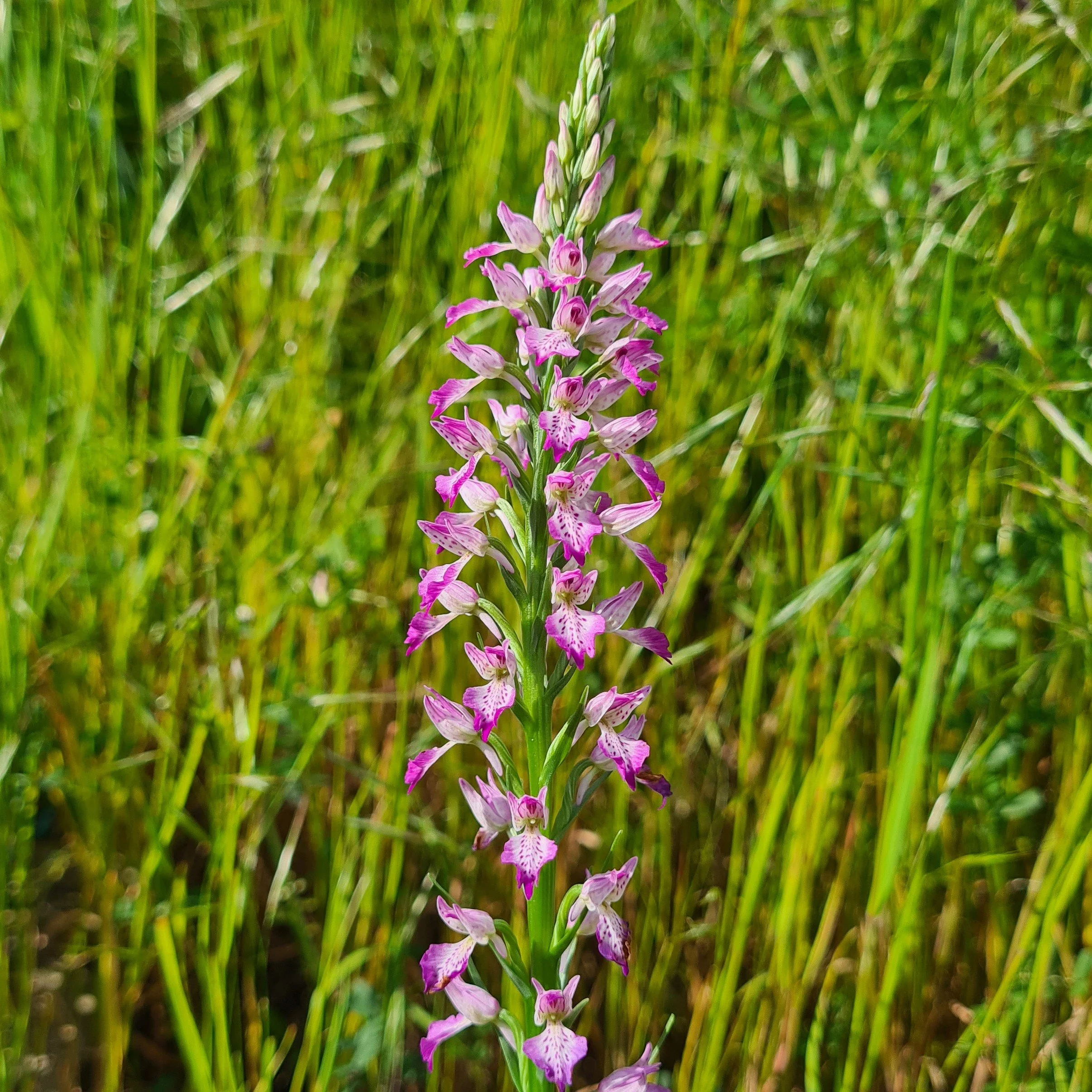 Dactylorhiza iberica