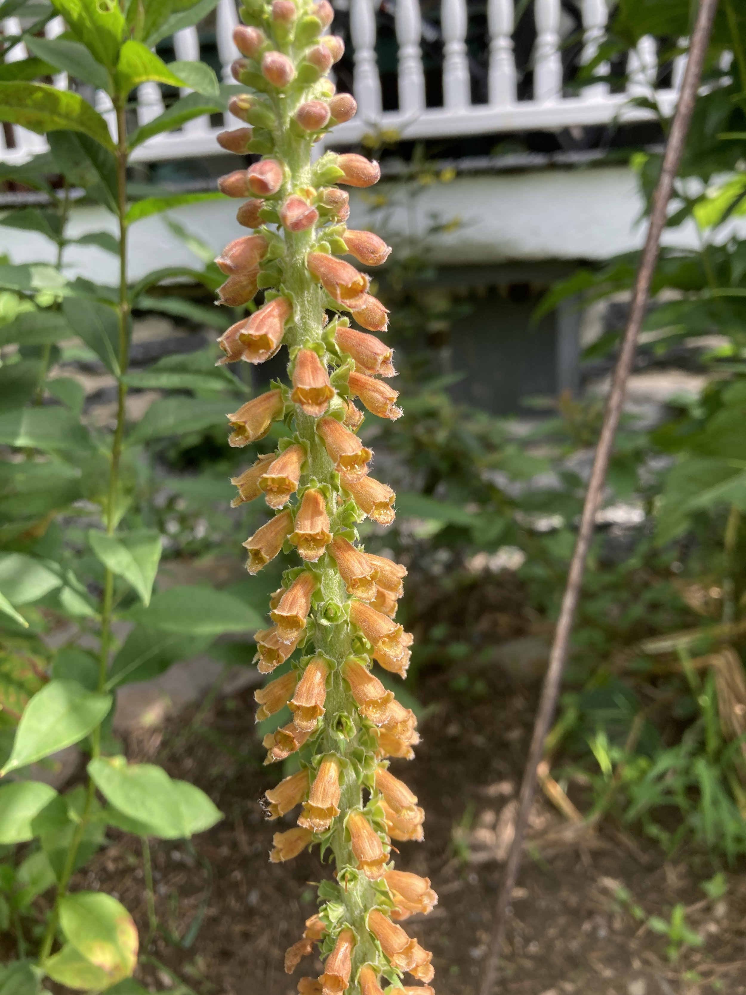 Digitalis parviflora 'Milk Chocolate'