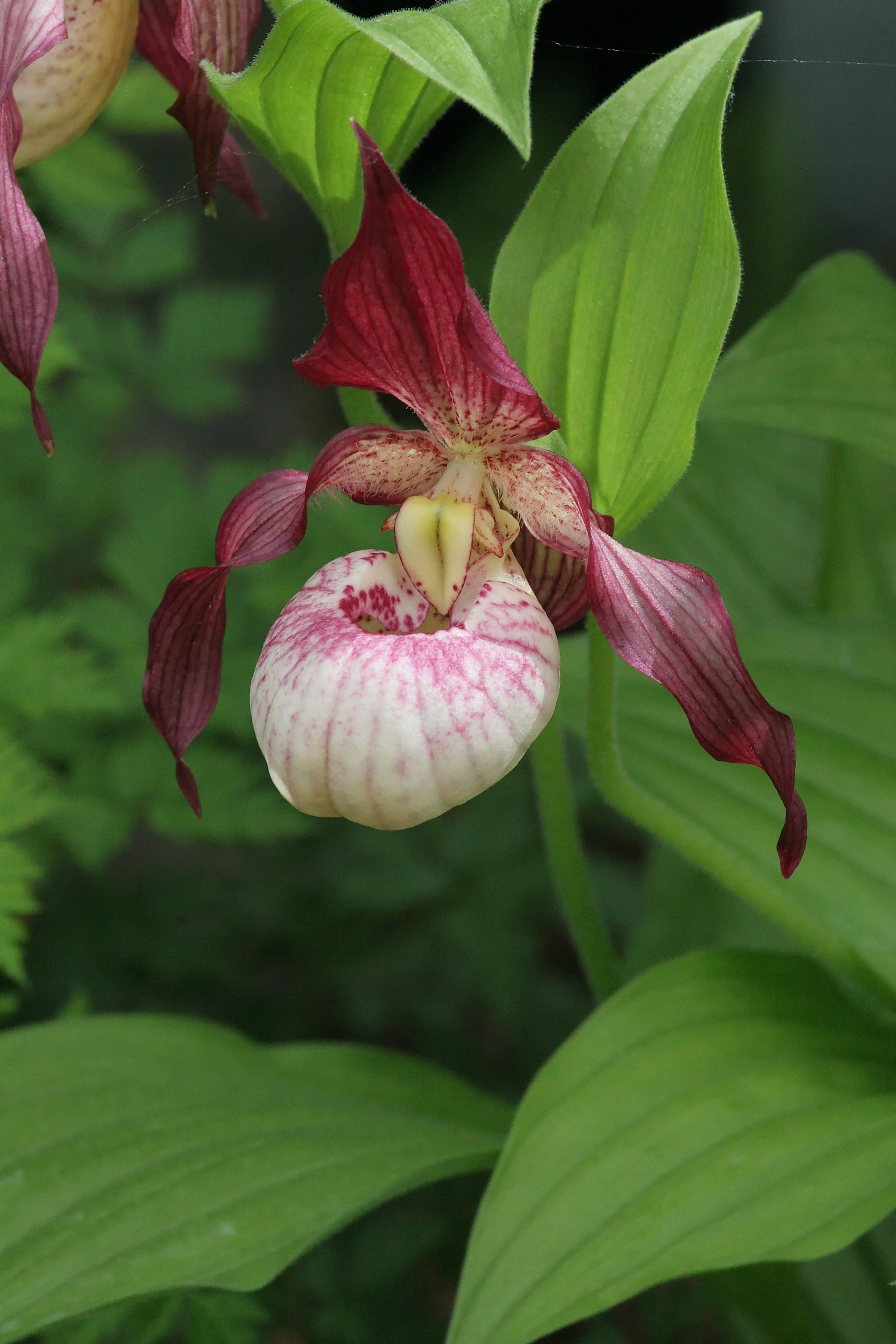 Cypripedium 'Maria'