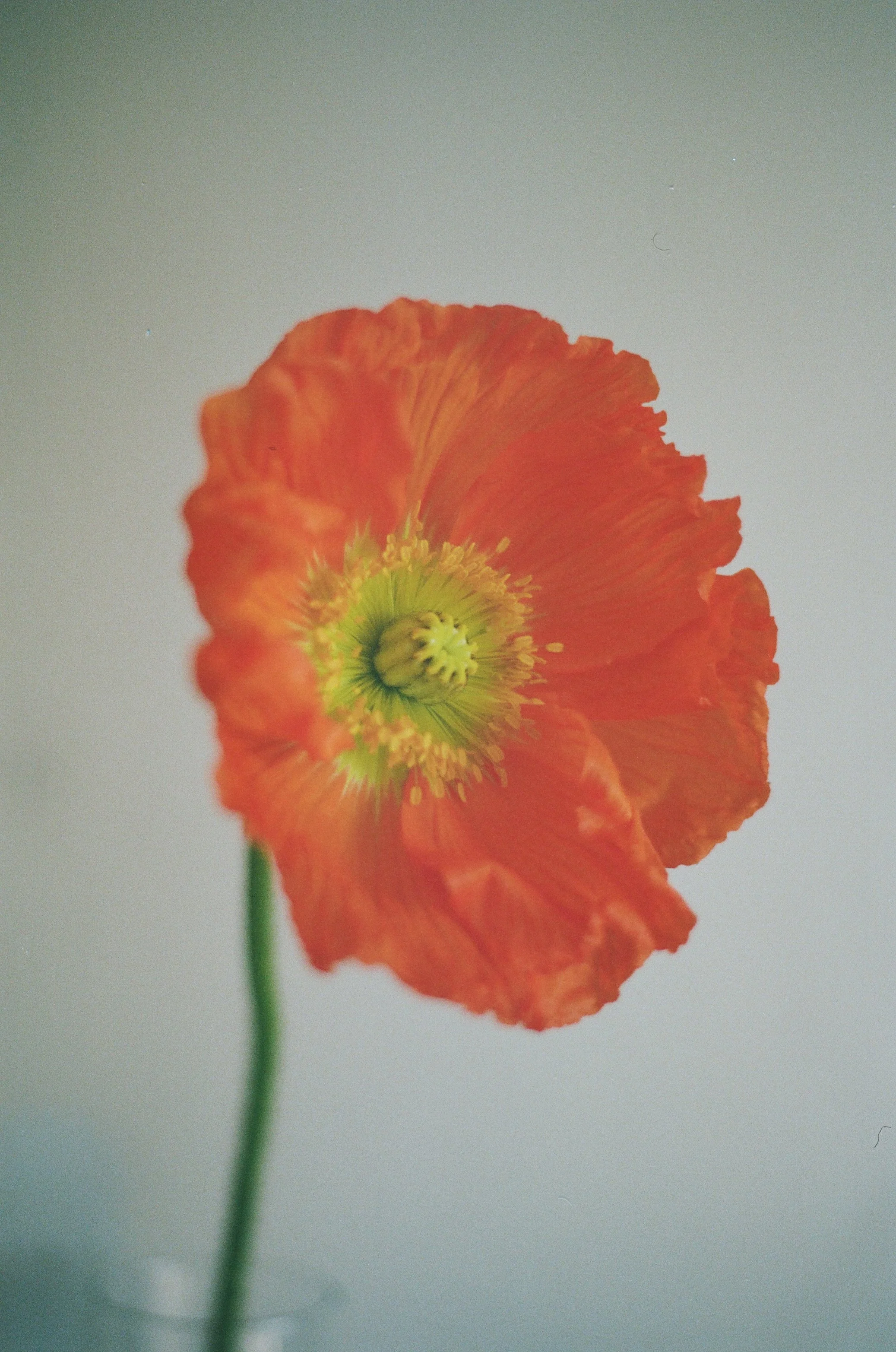 Close-up of a single orange poppy flower with a green stem, set against a light gray background.