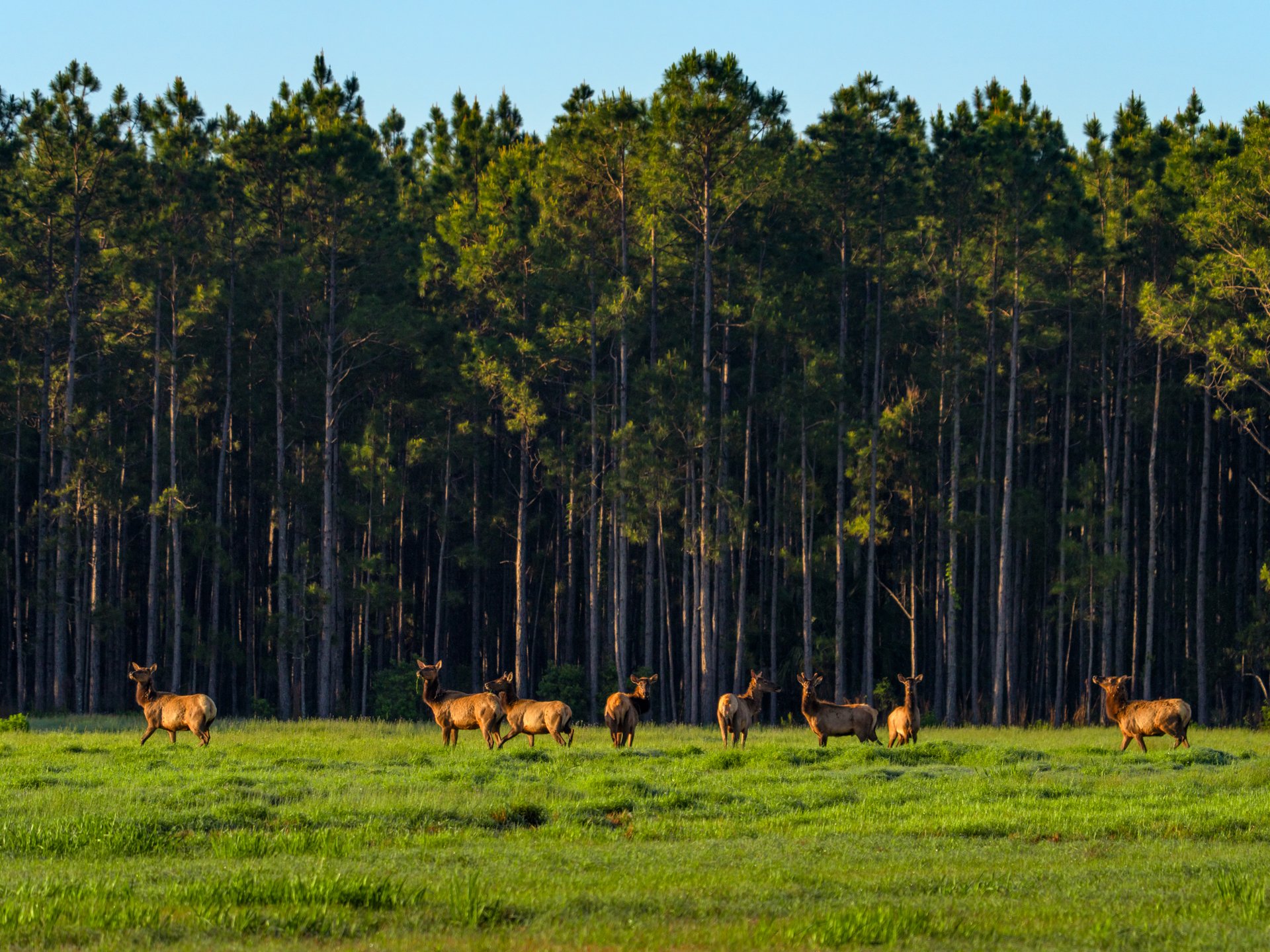 PhillipsRanch_TheWild_1oakstudios_19.jpg
