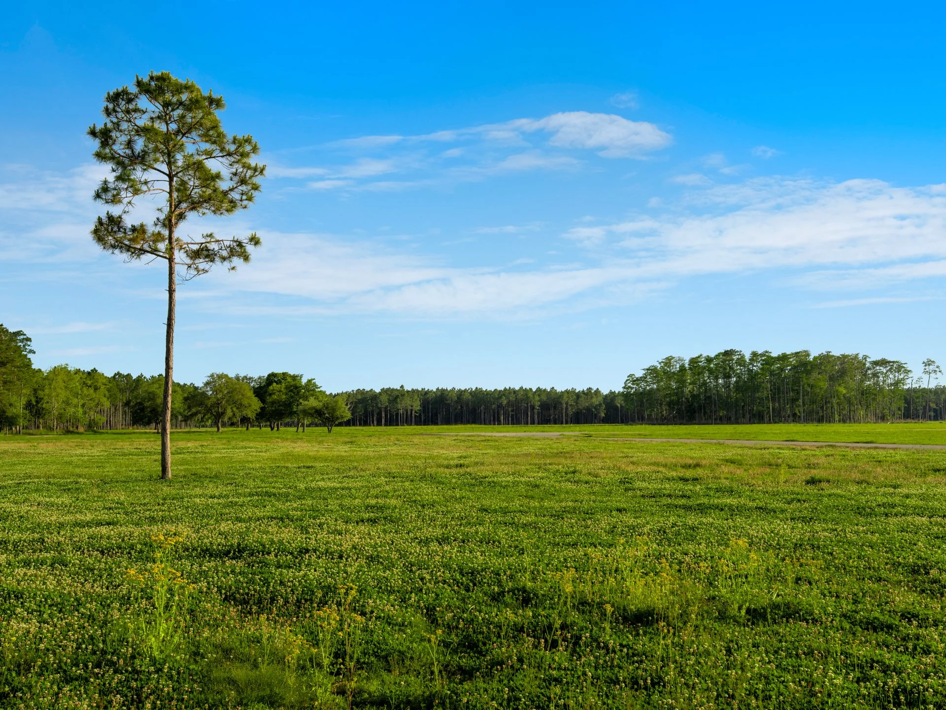 PhillipsRanch_TheWild_1oakstudios_11.jpg