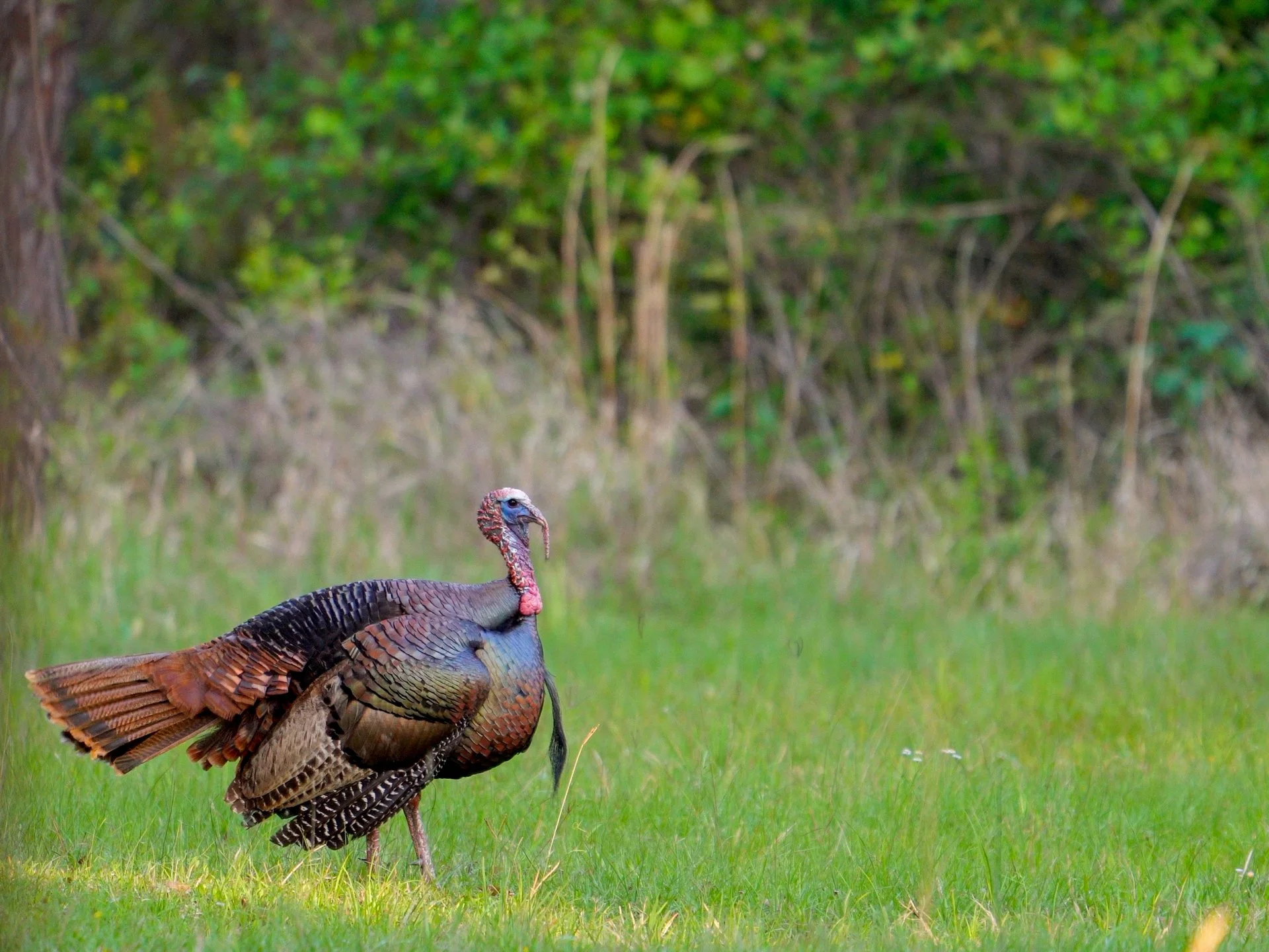 PhillipsRanch_More Animals_1oakstudios_12.jpg