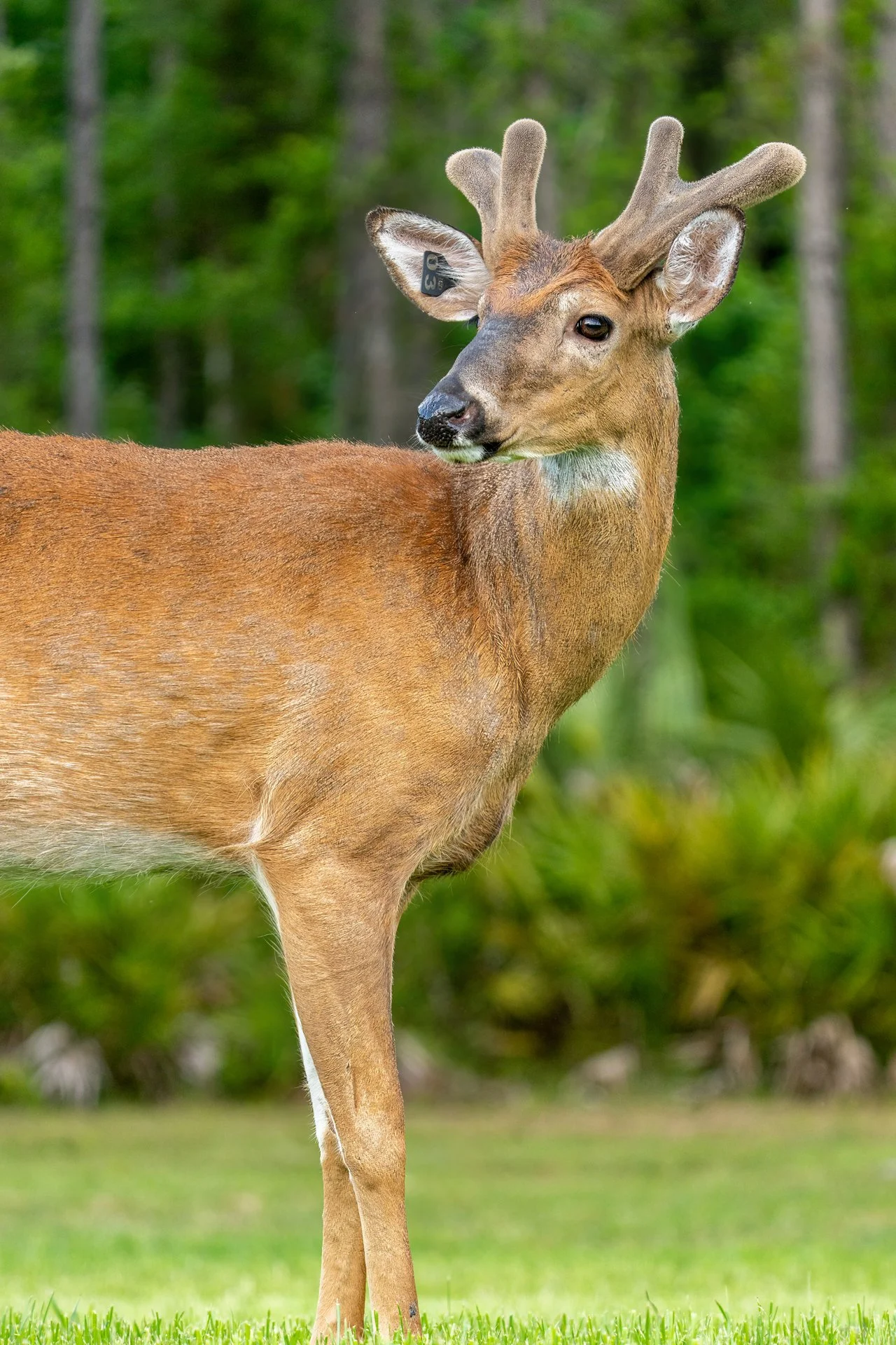 PhillipsRanch_TheWild_1oakstudios_67.jpg